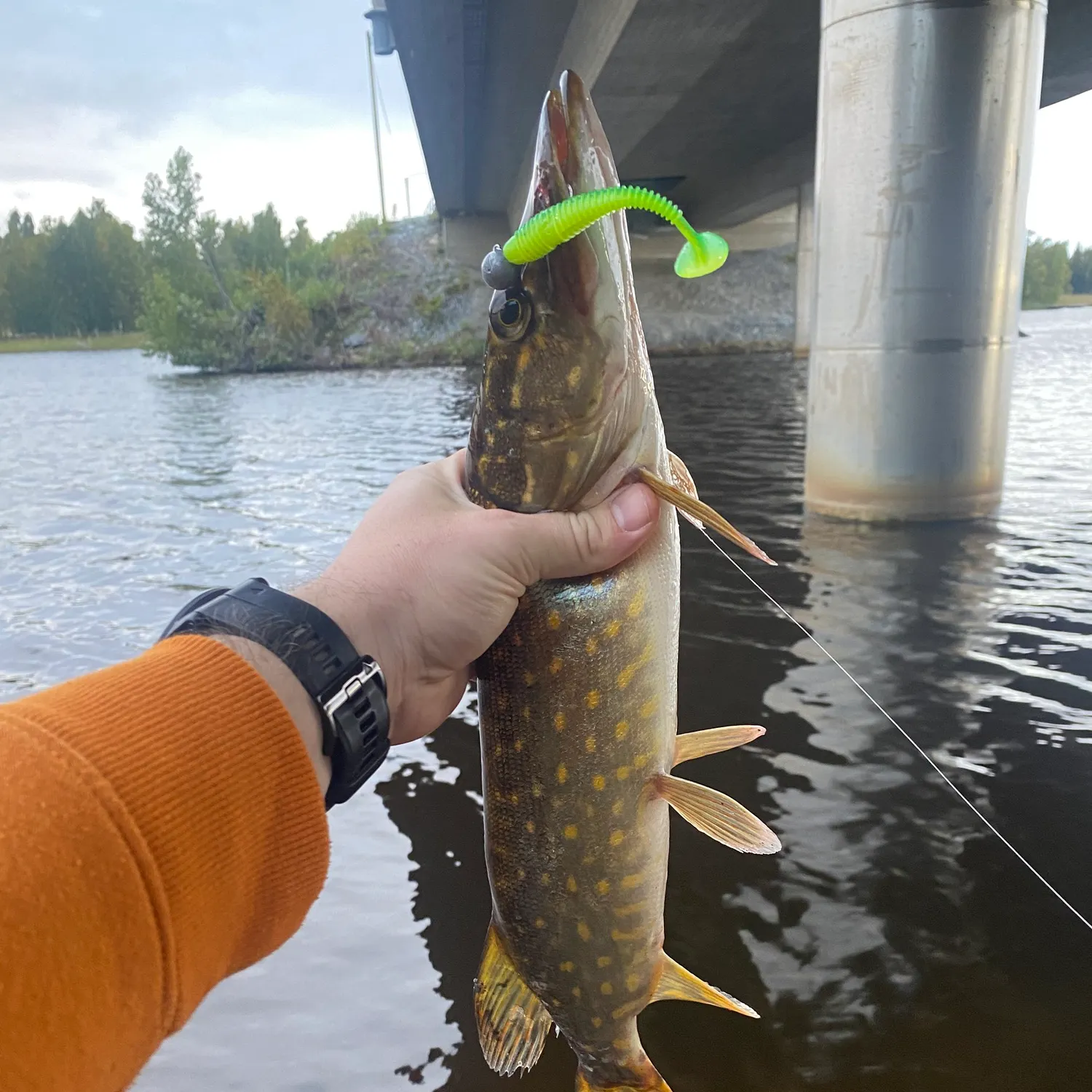 Northern pike caught on Fishbrain