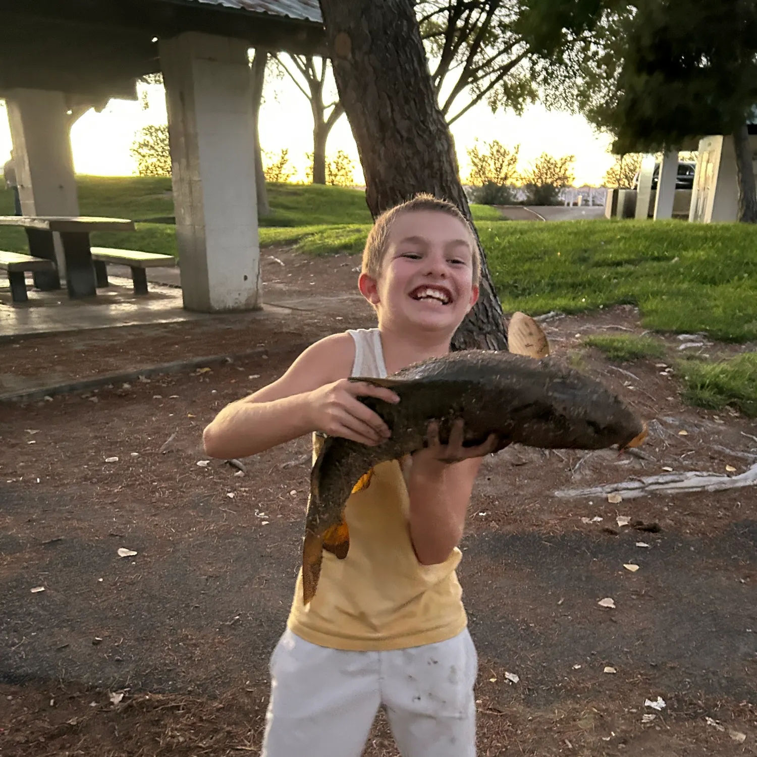 Common carp caught on Fishbrain