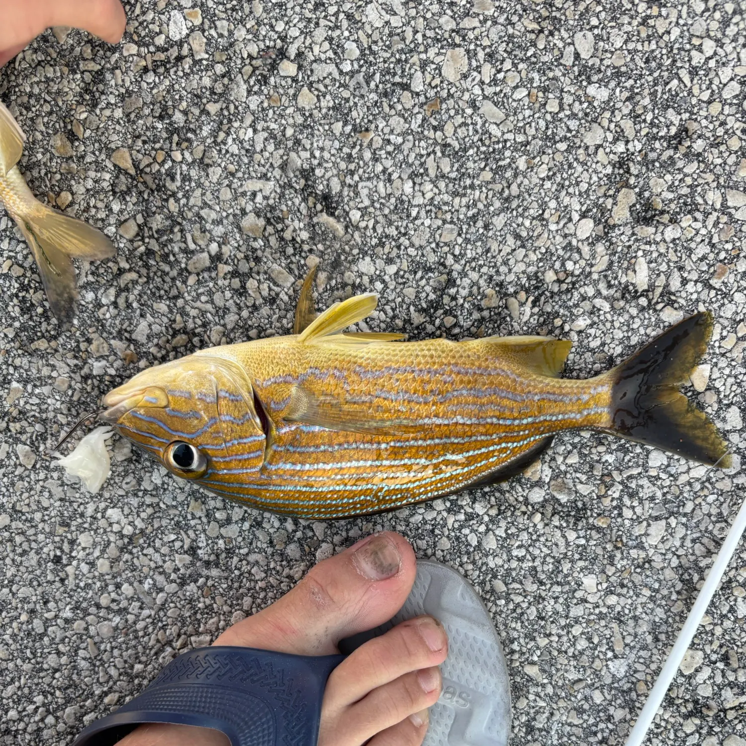 The most recent Bluestriped grunt catches on Fishbrain