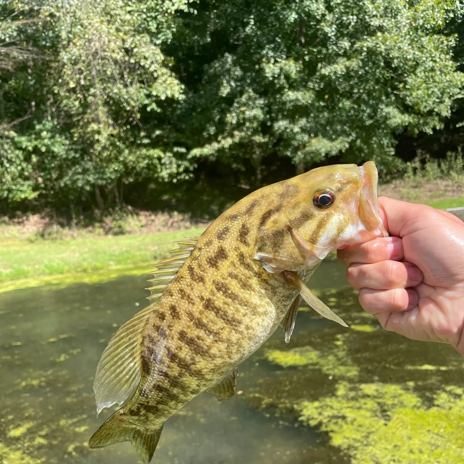 Smallmouth bass caught on Fishbrain