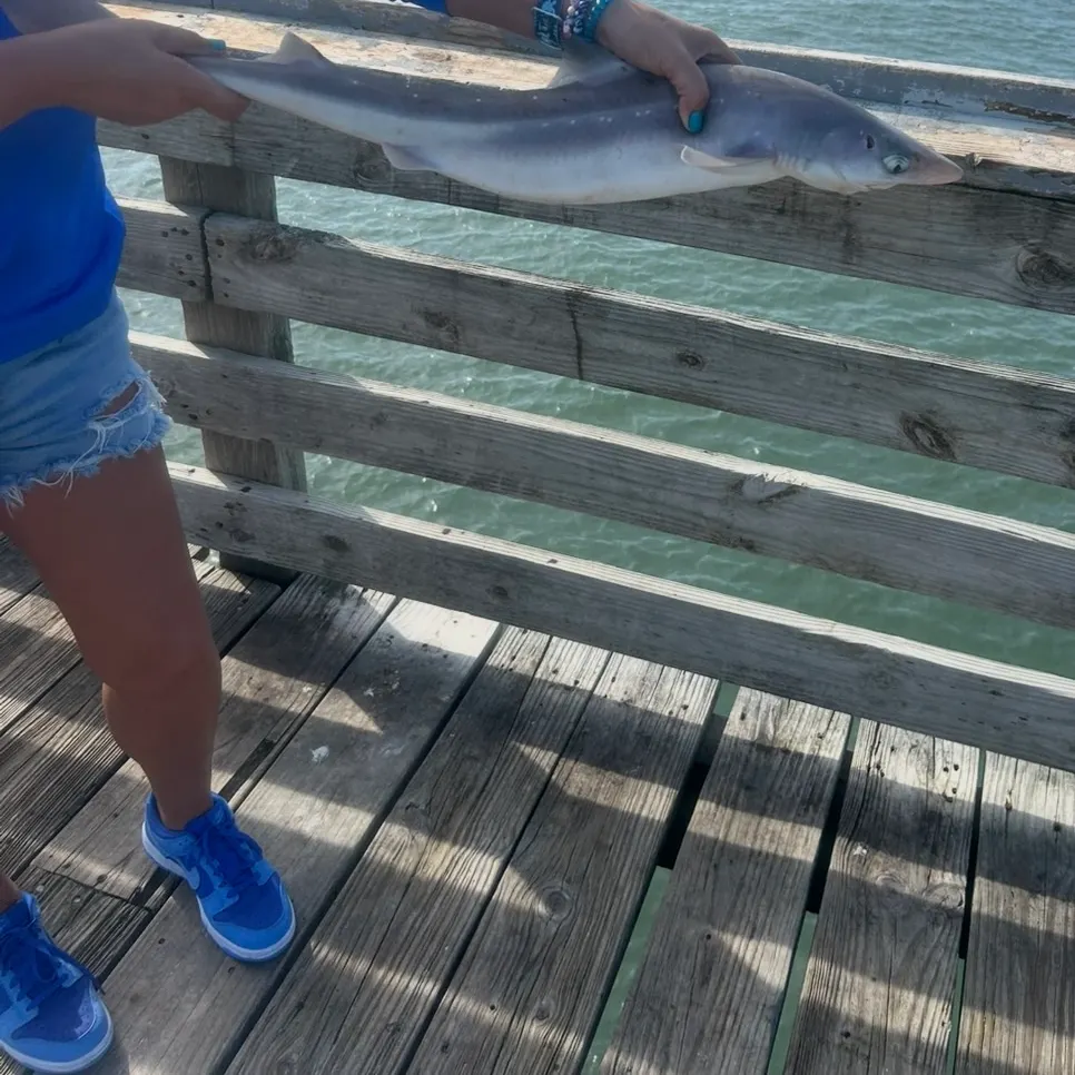 The most recent Piked dogfish catches on Fishbrain