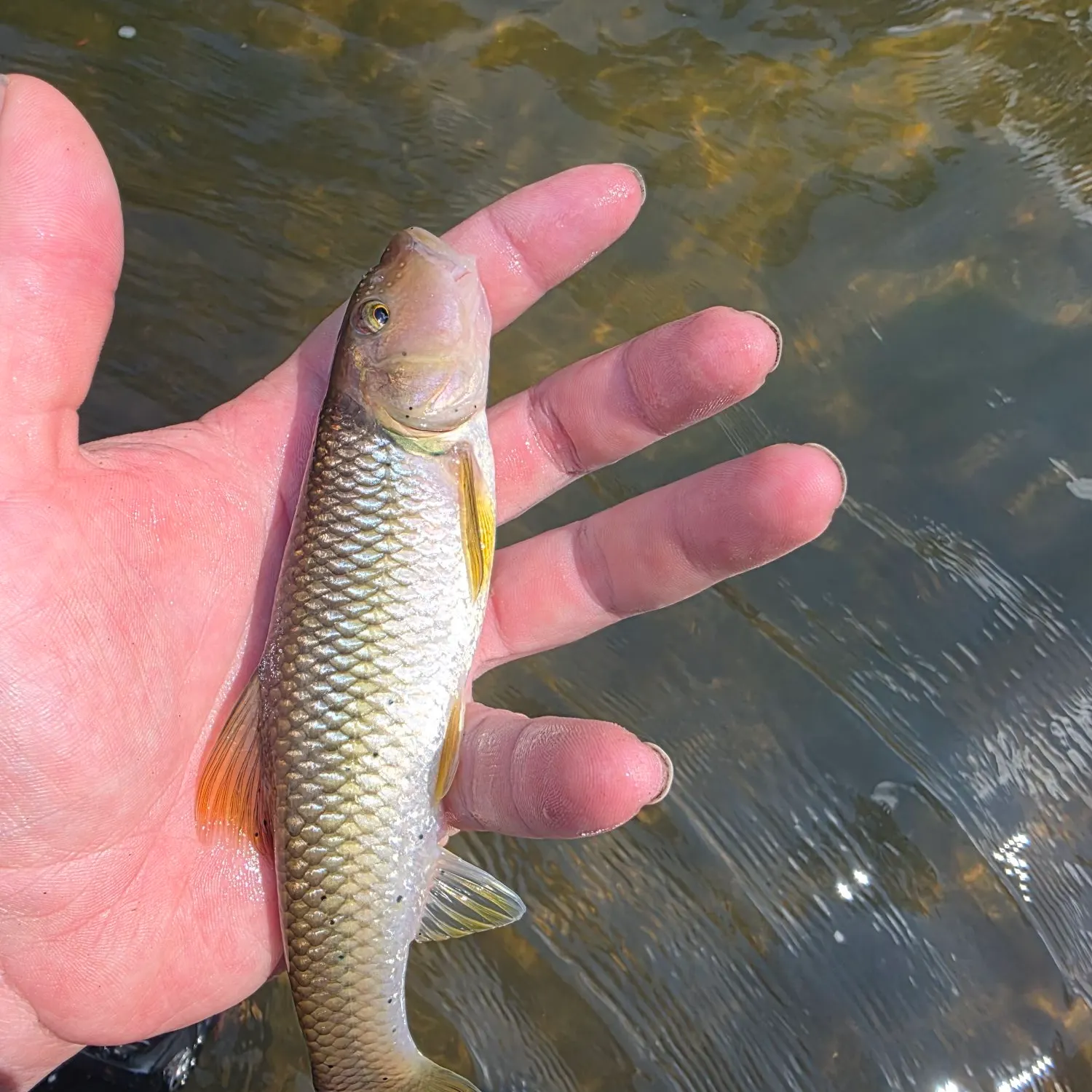 The most recent River chub catches on Fishbrain