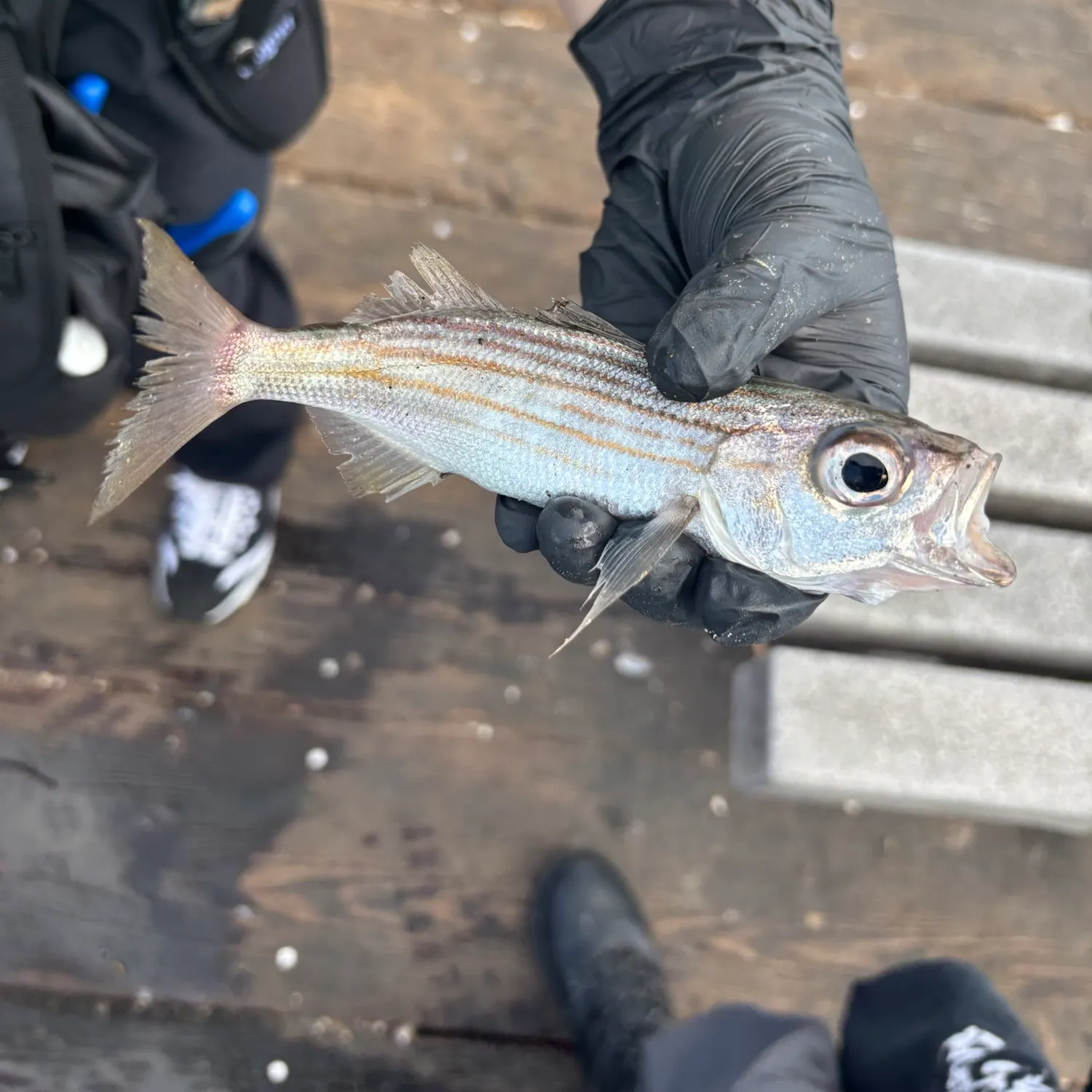 The most recent Salema porgy catches on Fishbrain