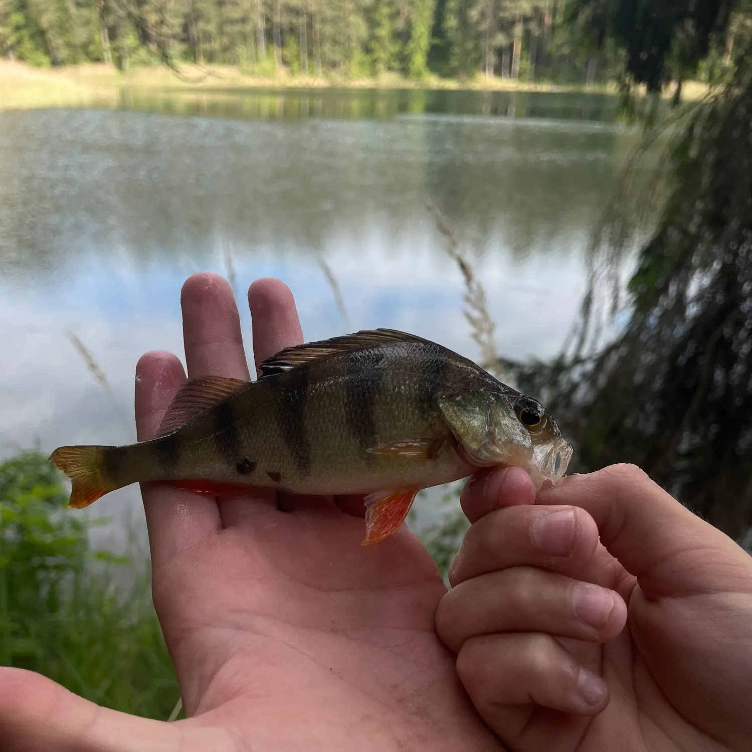 catch
