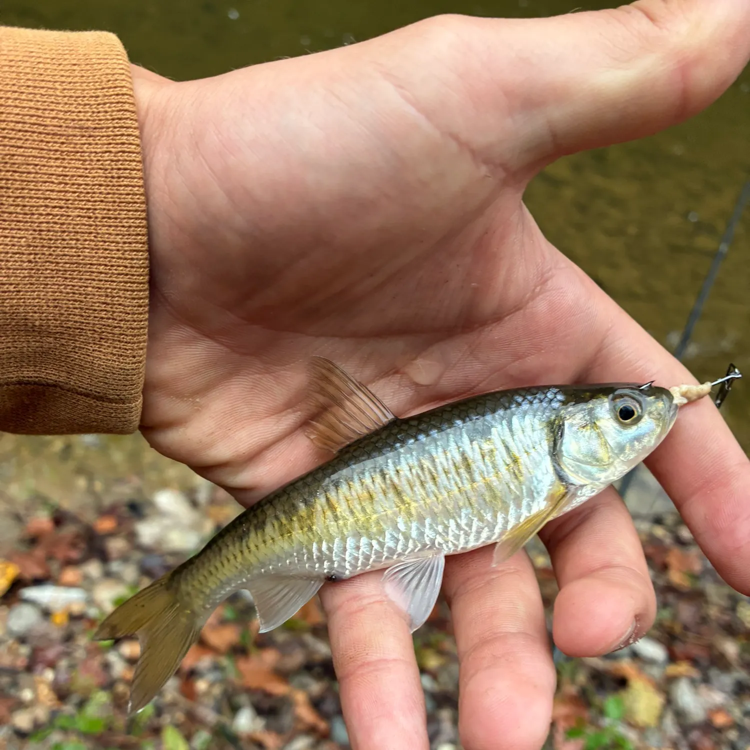 Striped shiner caught on Fishbrain