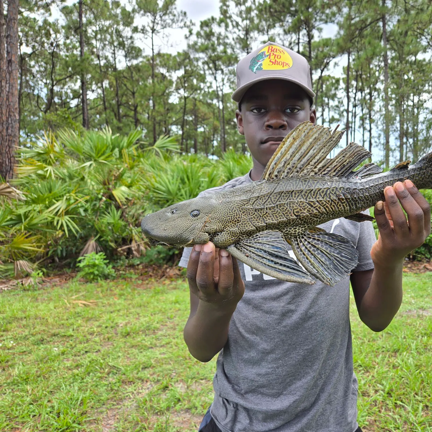 Suckermouth catfish caught on Fishbrain