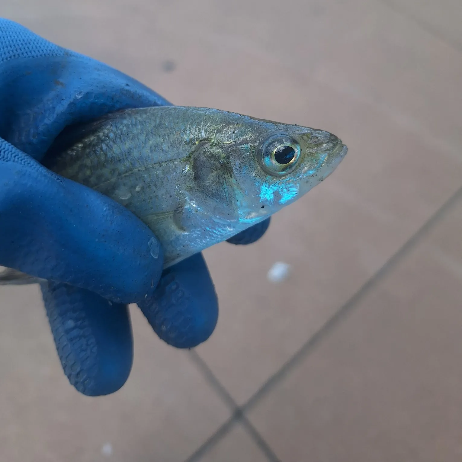 Sheepshead minnow caught on Fishbrain