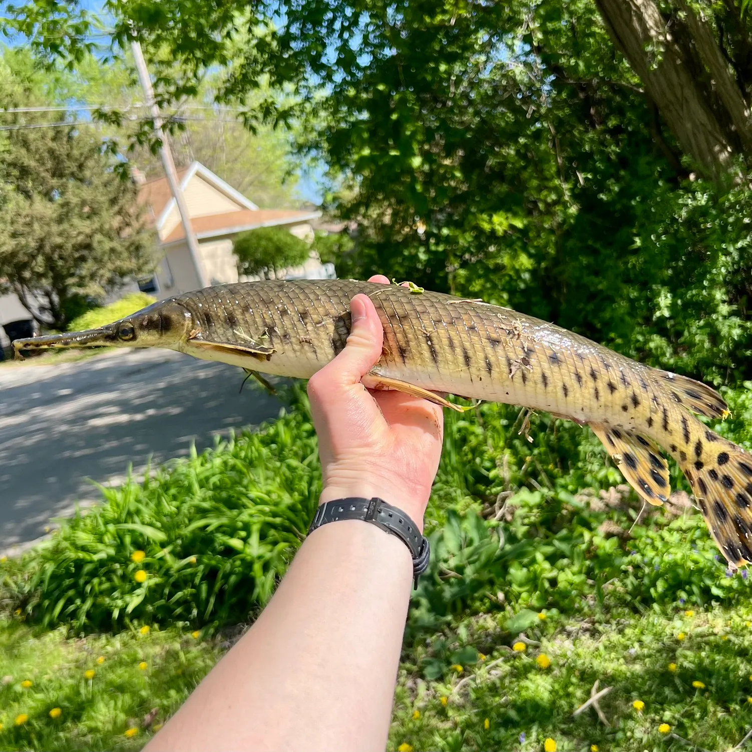 recently logged catches