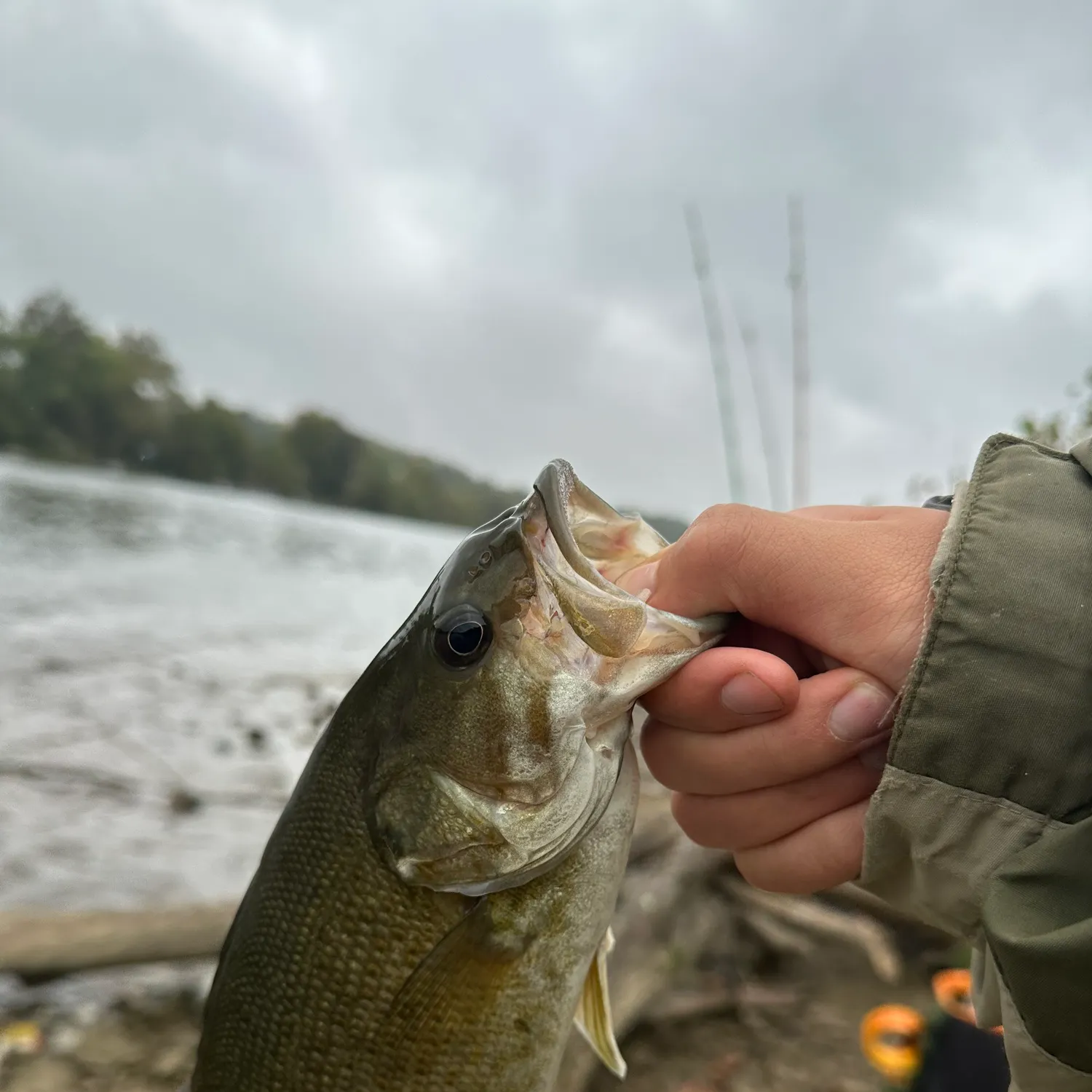 Smallmouth bass caught on Fishbrain