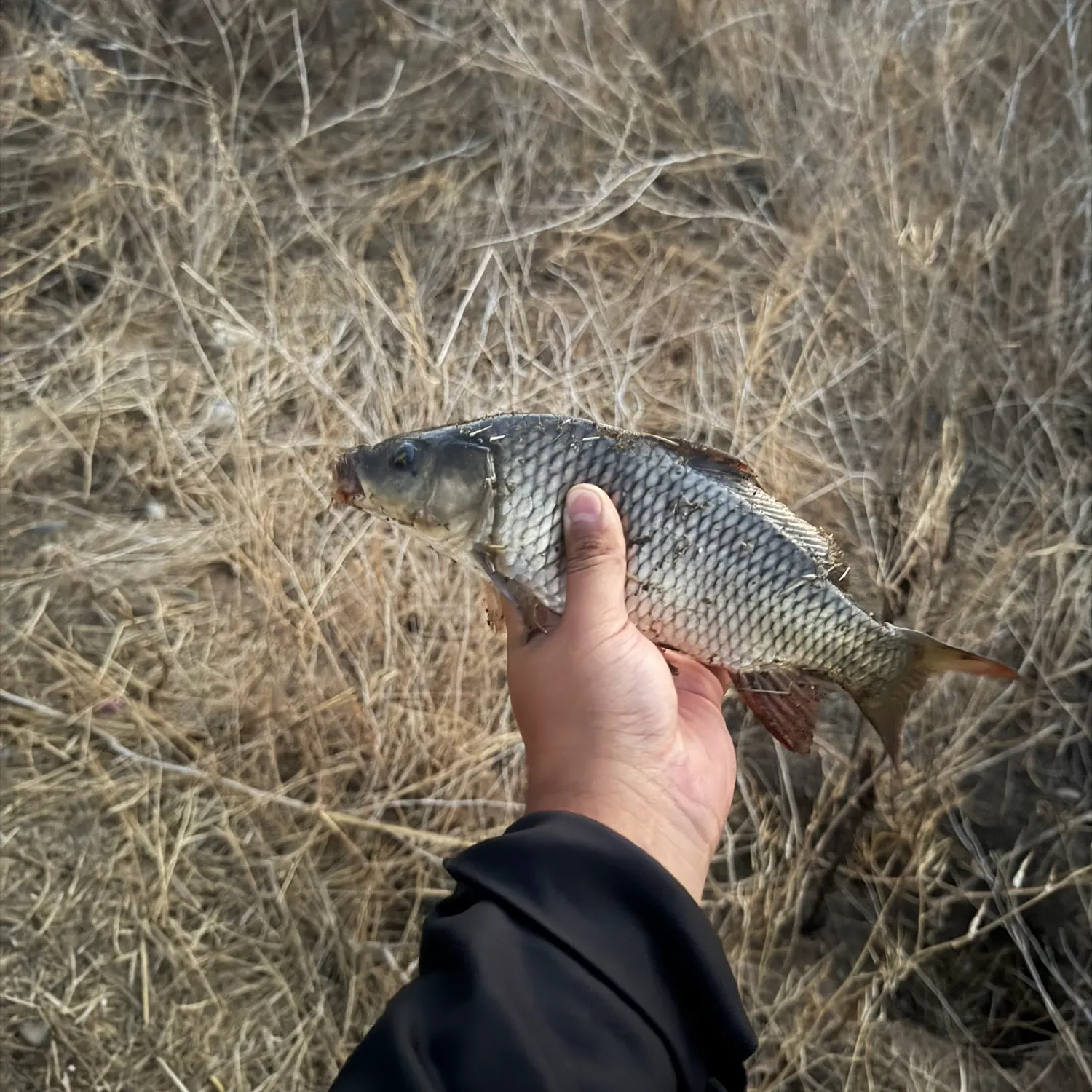 Common carp caught on Fishbrain