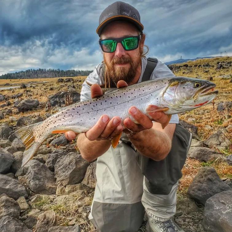 The most popular recent Bonneville cutthroat trout catch on Fishbrain