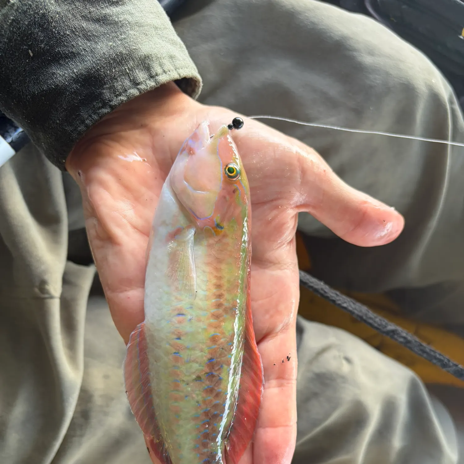 The most recent Slippery dick wrasse catches on Fishbrain