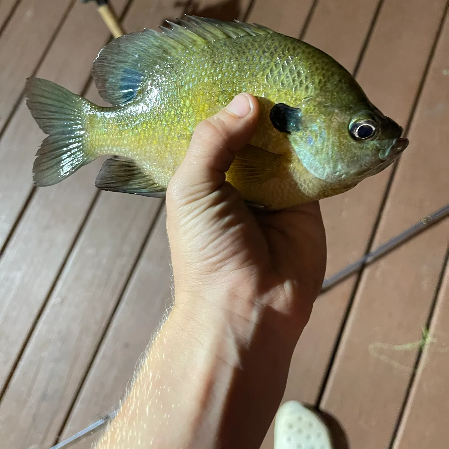 Bluegill caught on Fishbrain