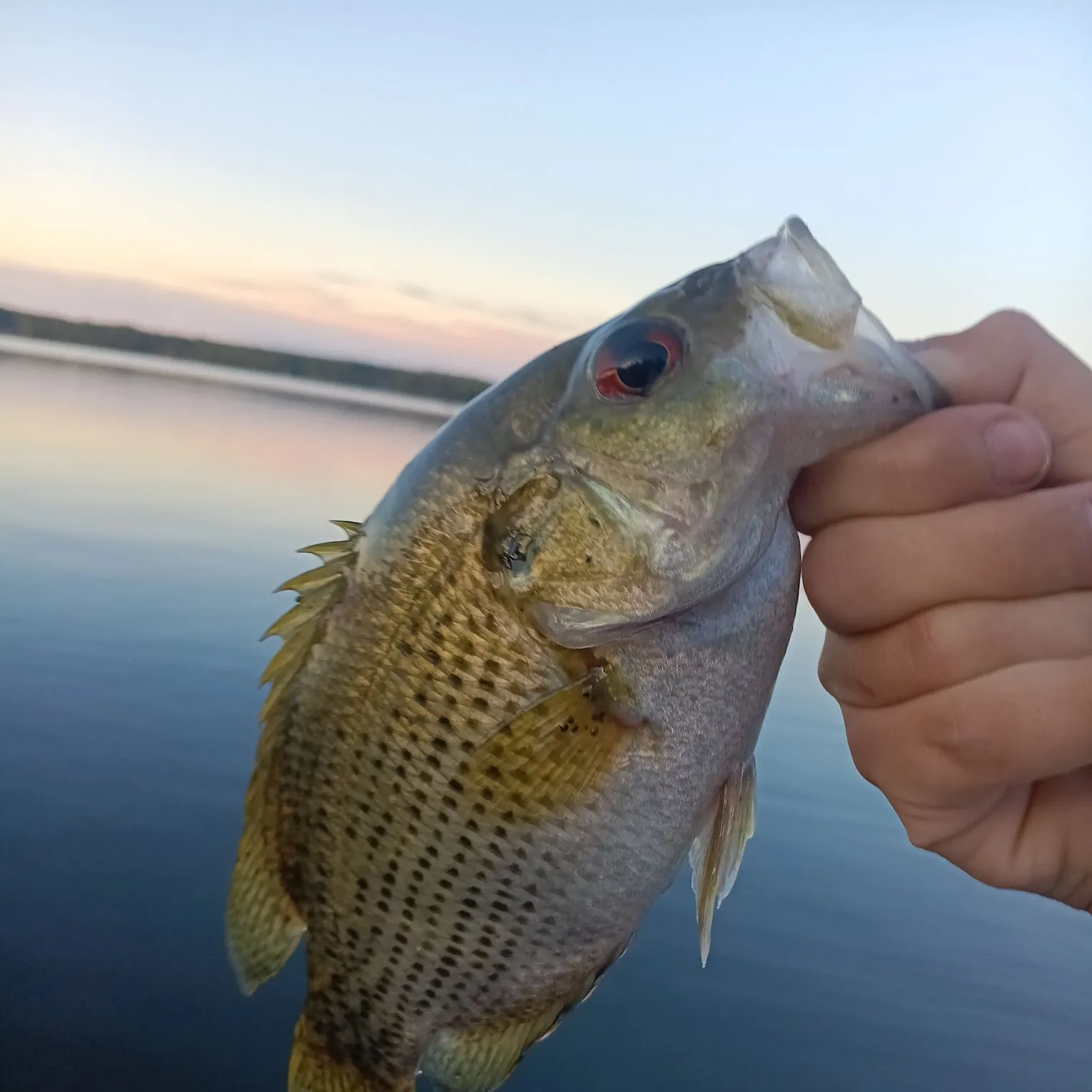 Rock bass caught on Fishbrain