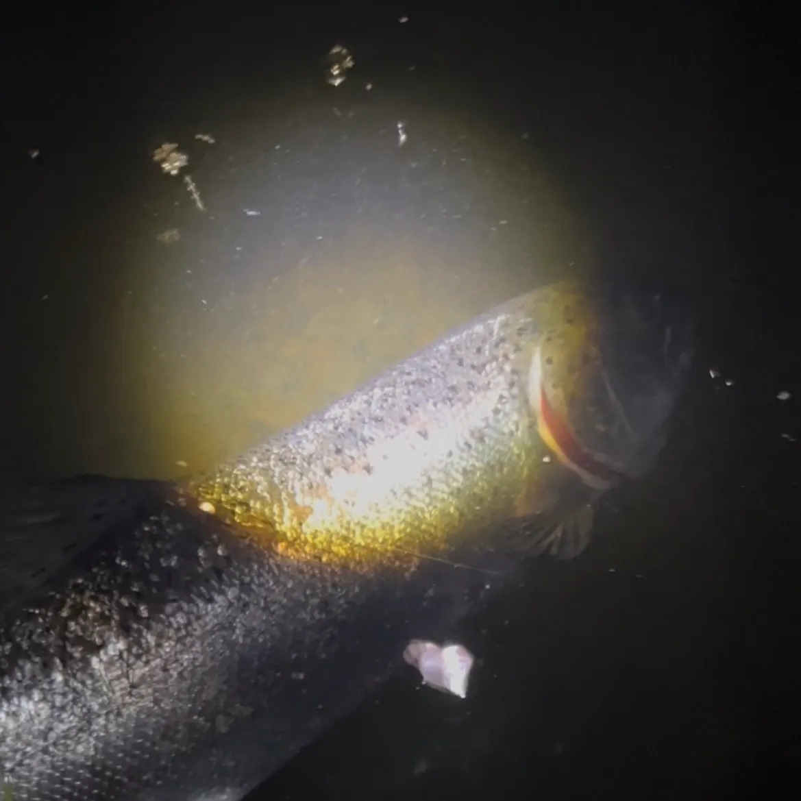 Coho salmon caught on Fishbrain