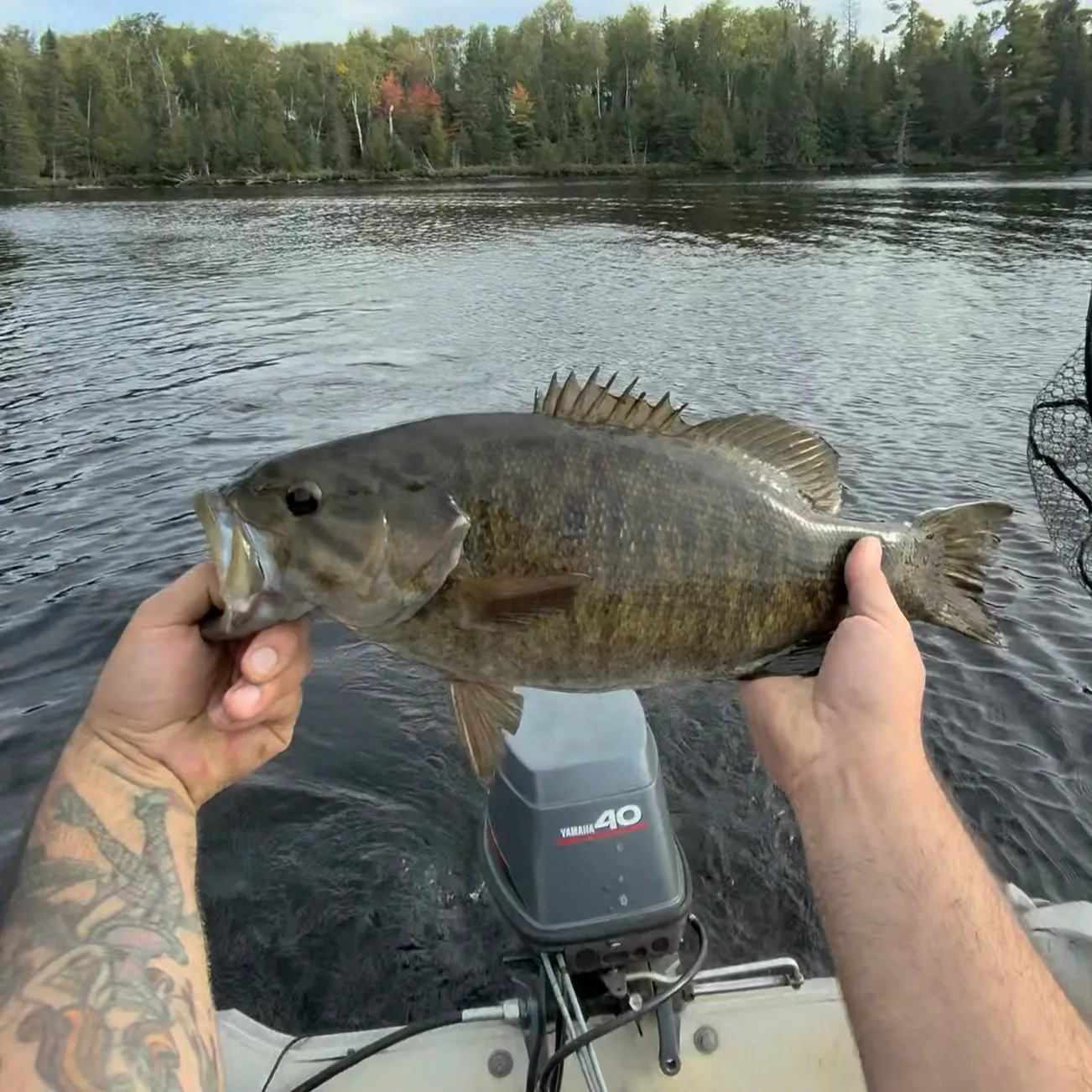 Smallmouth bass caught on Fishbrain