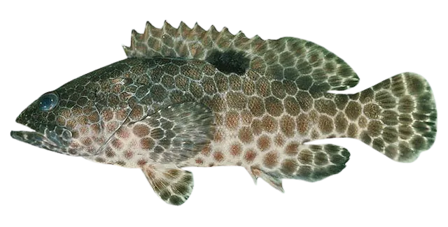 One-blotch grouper