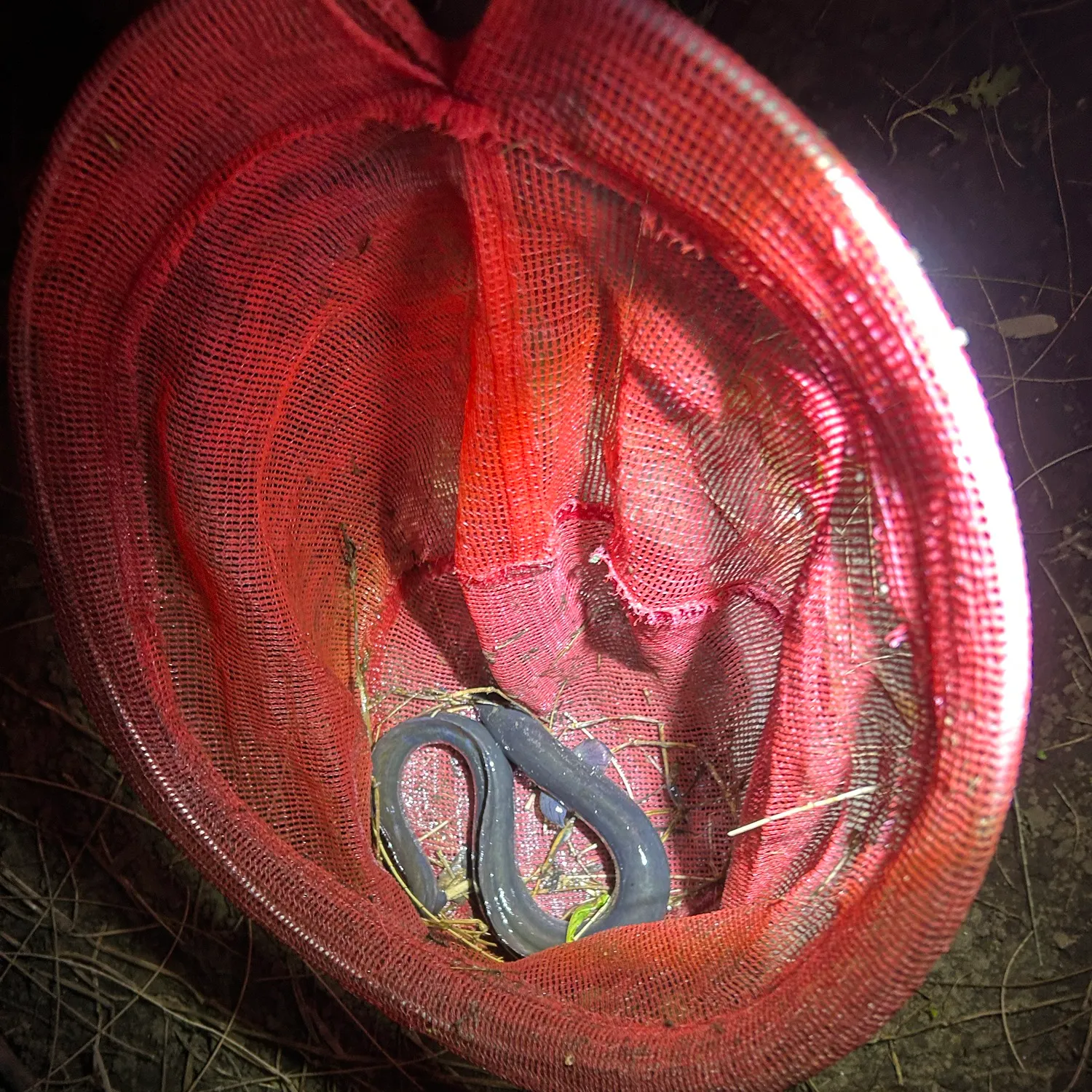 The most recent Shortfin eel catches on Fishbrain