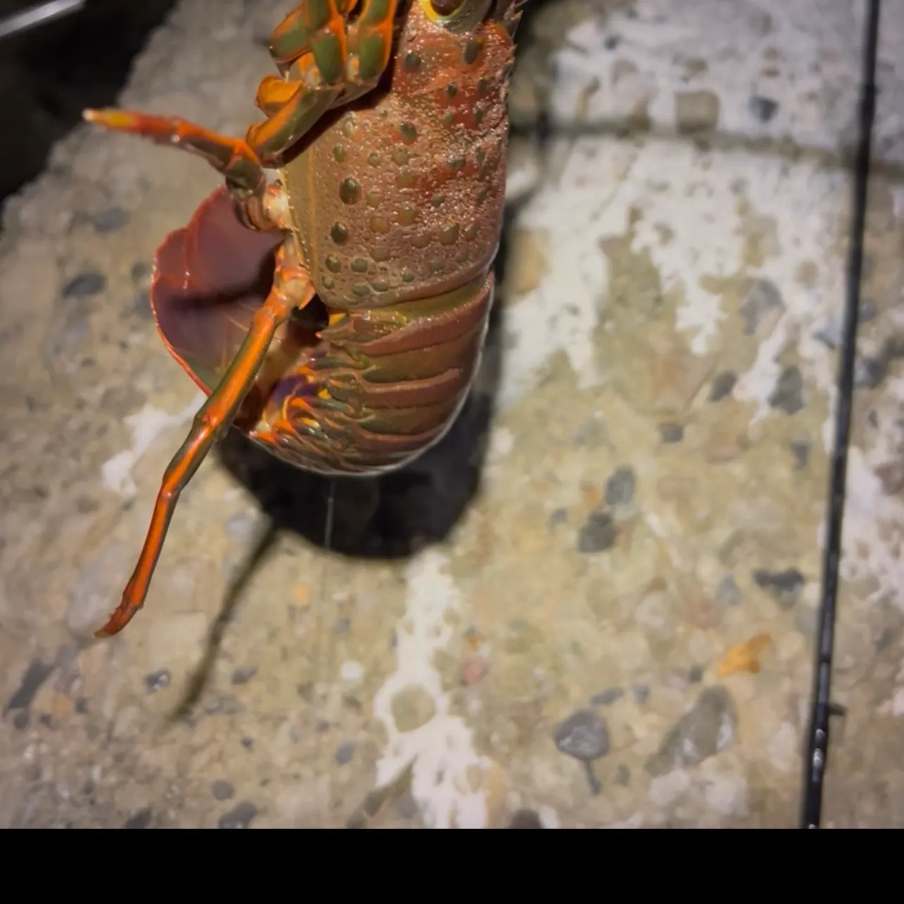 The most recent California spiny lobster catches on Fishbrain