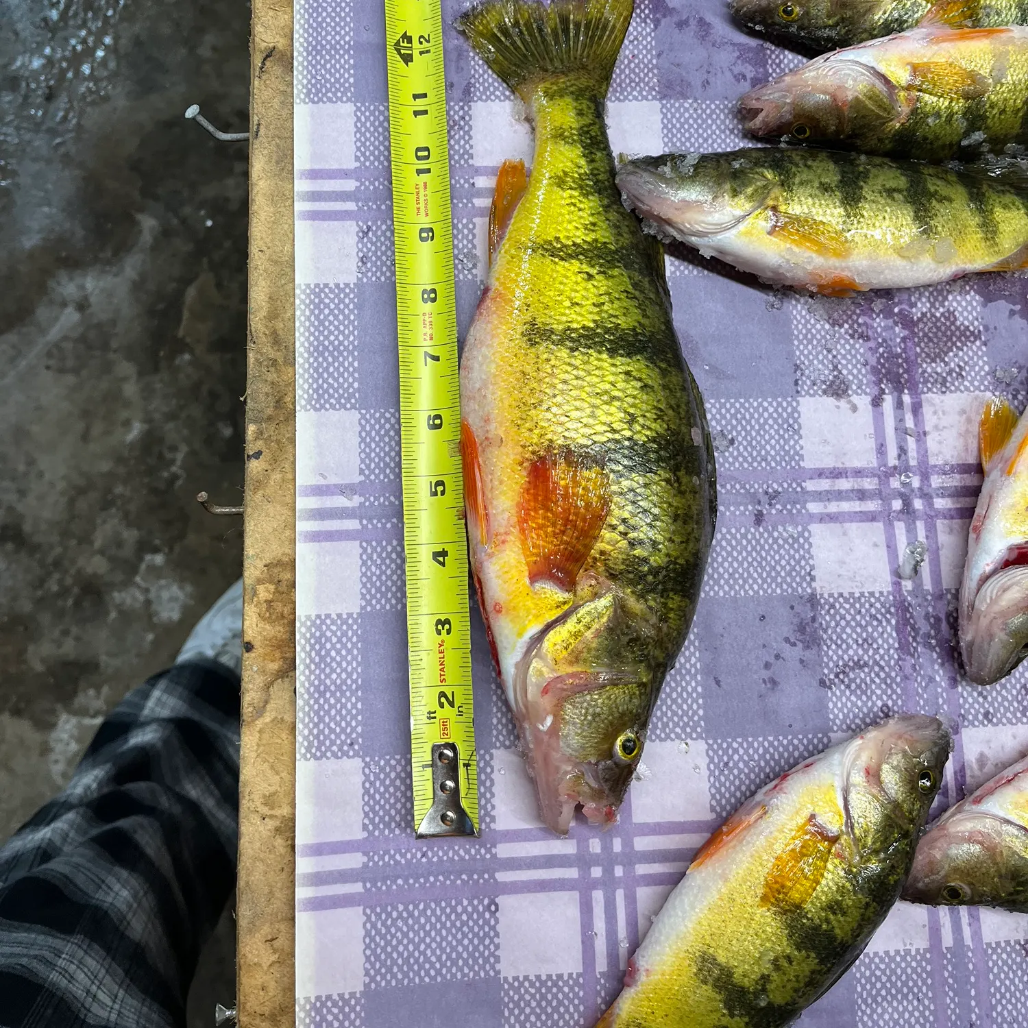 recently logged catches