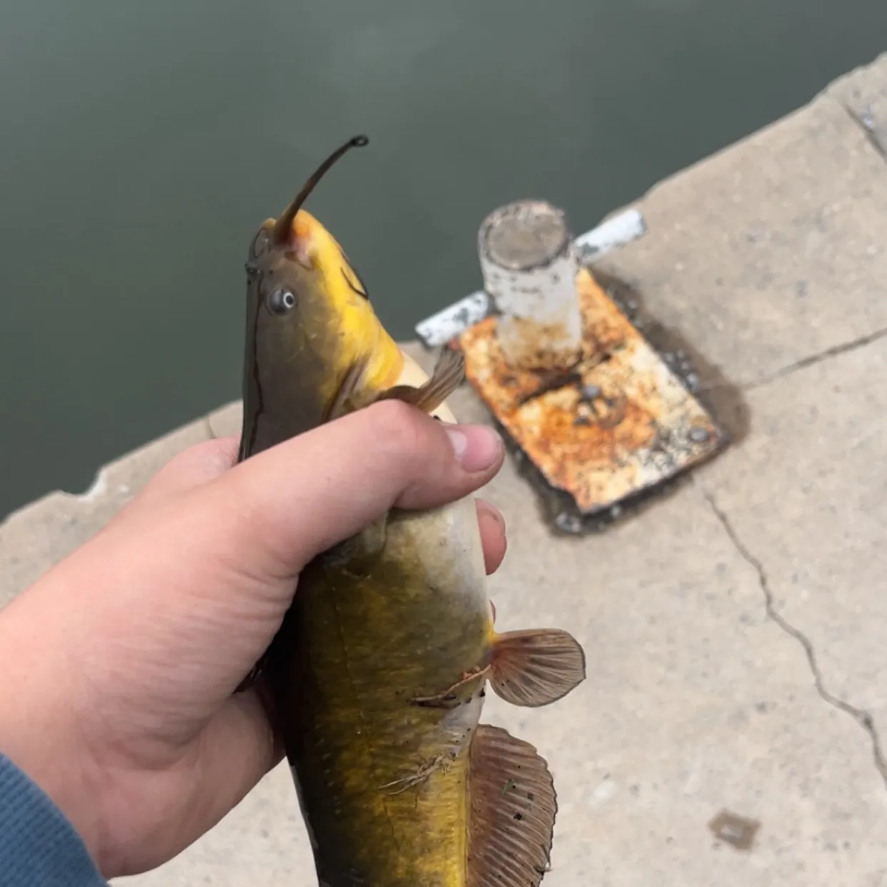 The most recent Yellow bullhead catches on Fishbrain