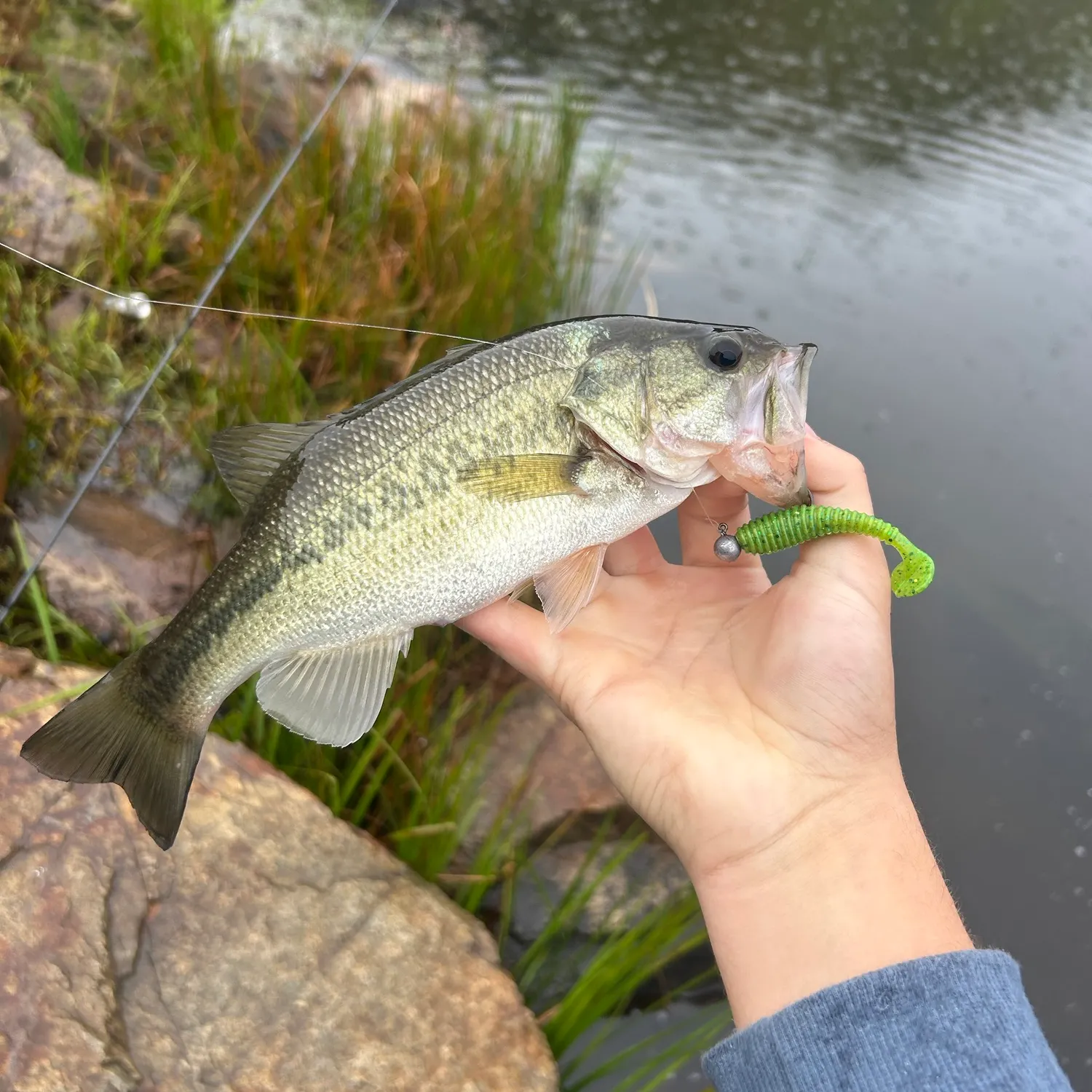 Largemouth bass caught on Fishbrain