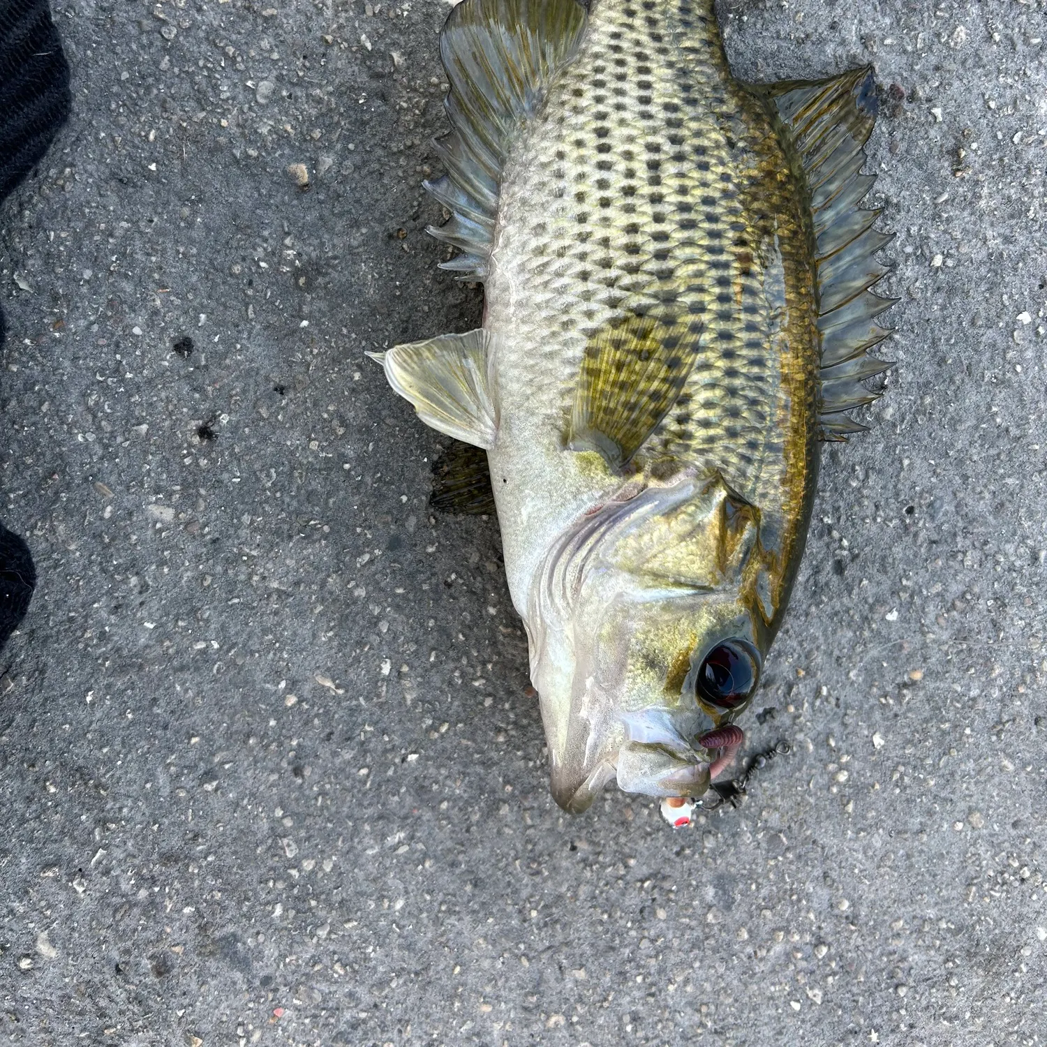 Rock bass caught on Fishbrain