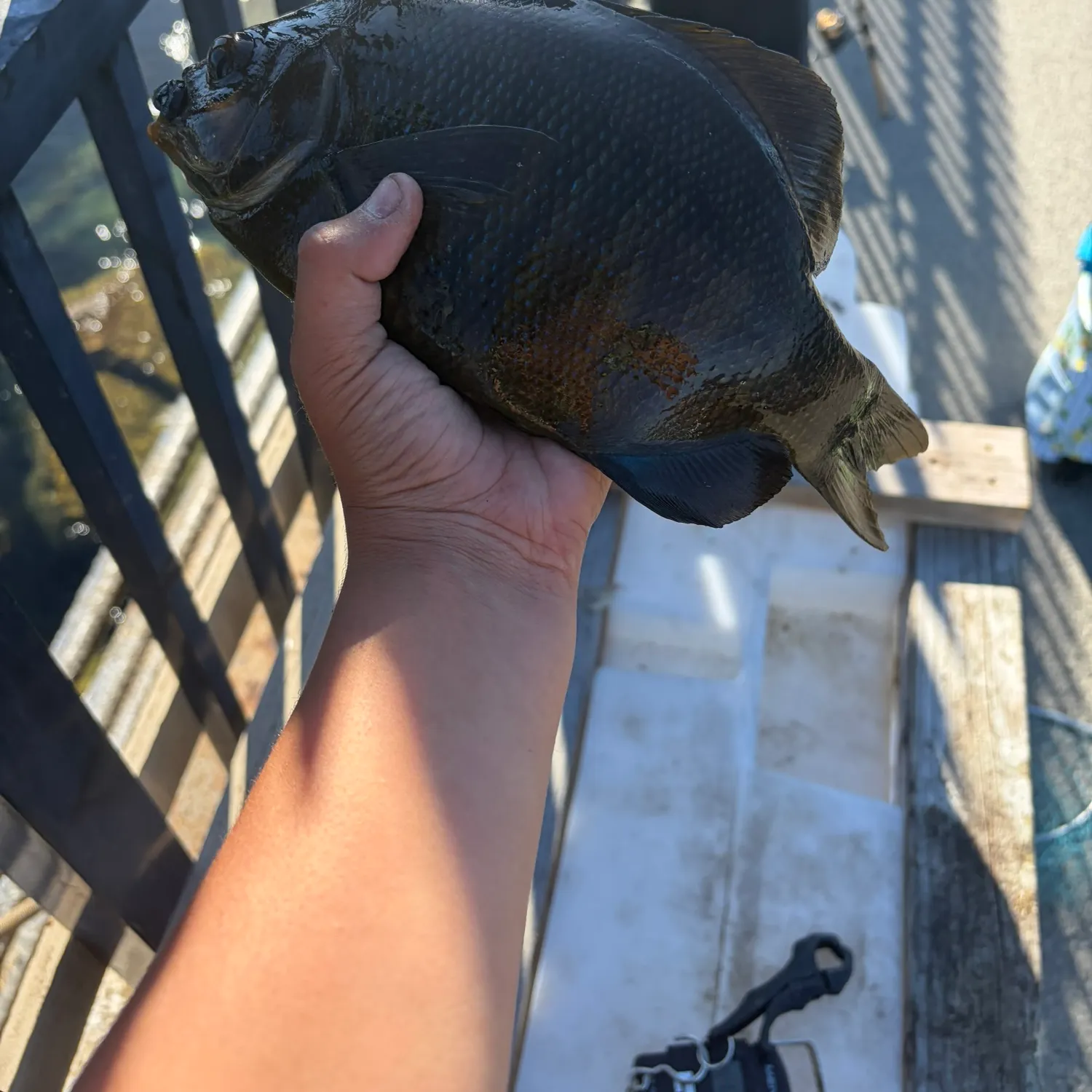The most recent Black perch catches on Fishbrain