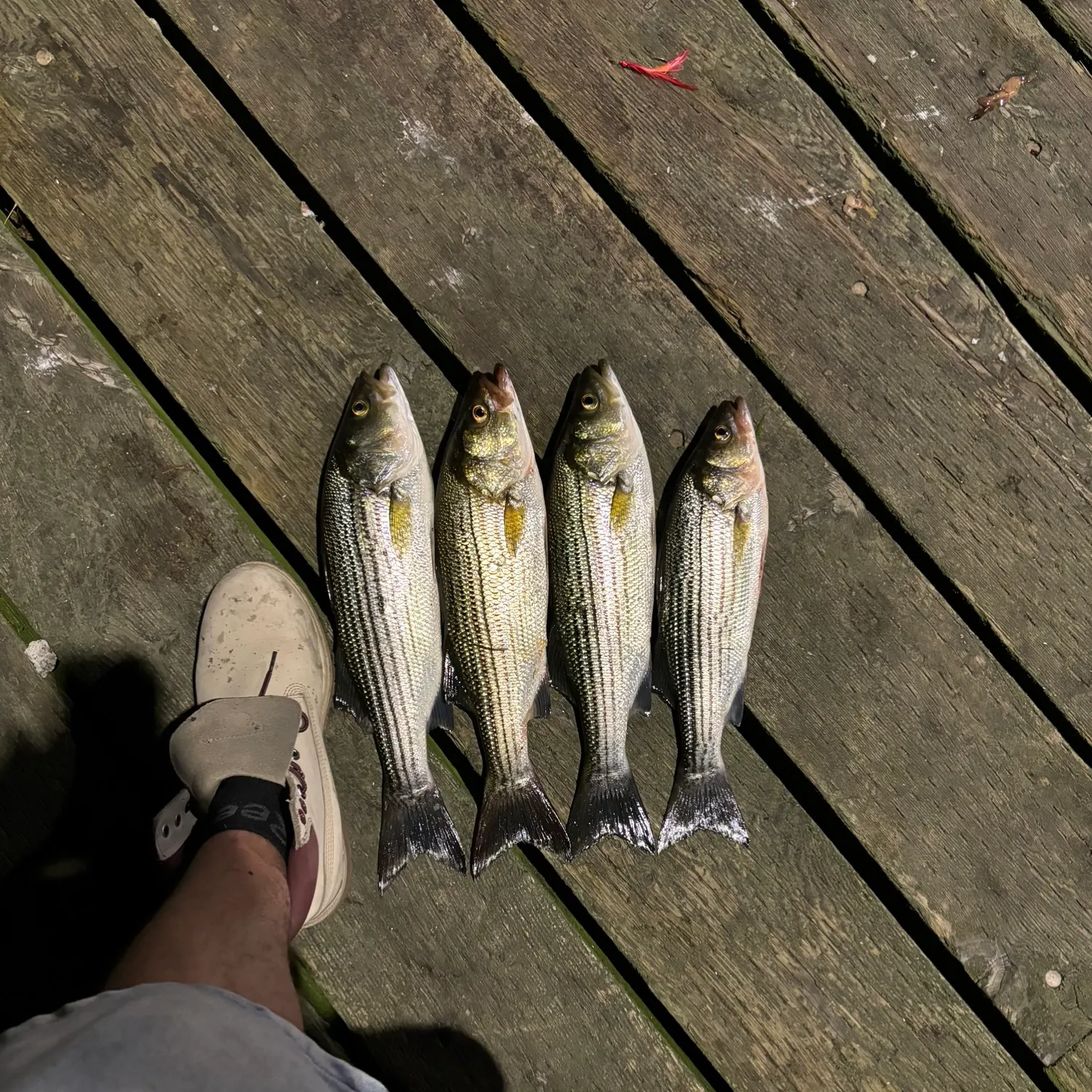 recently logged catches