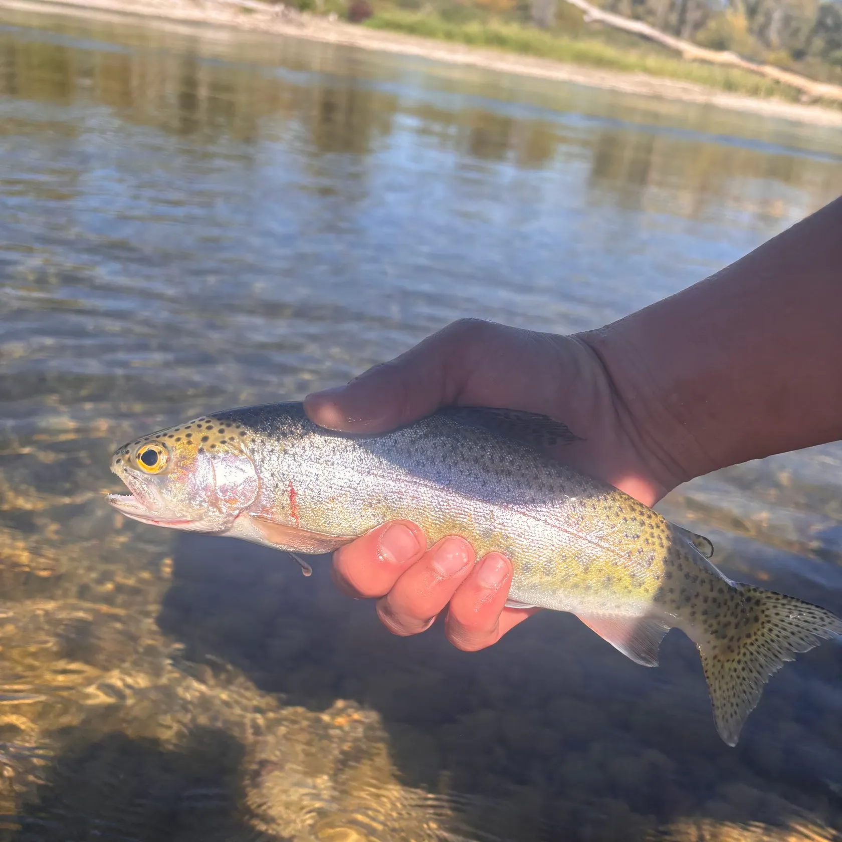 Cutbow caught on Fishbrain
