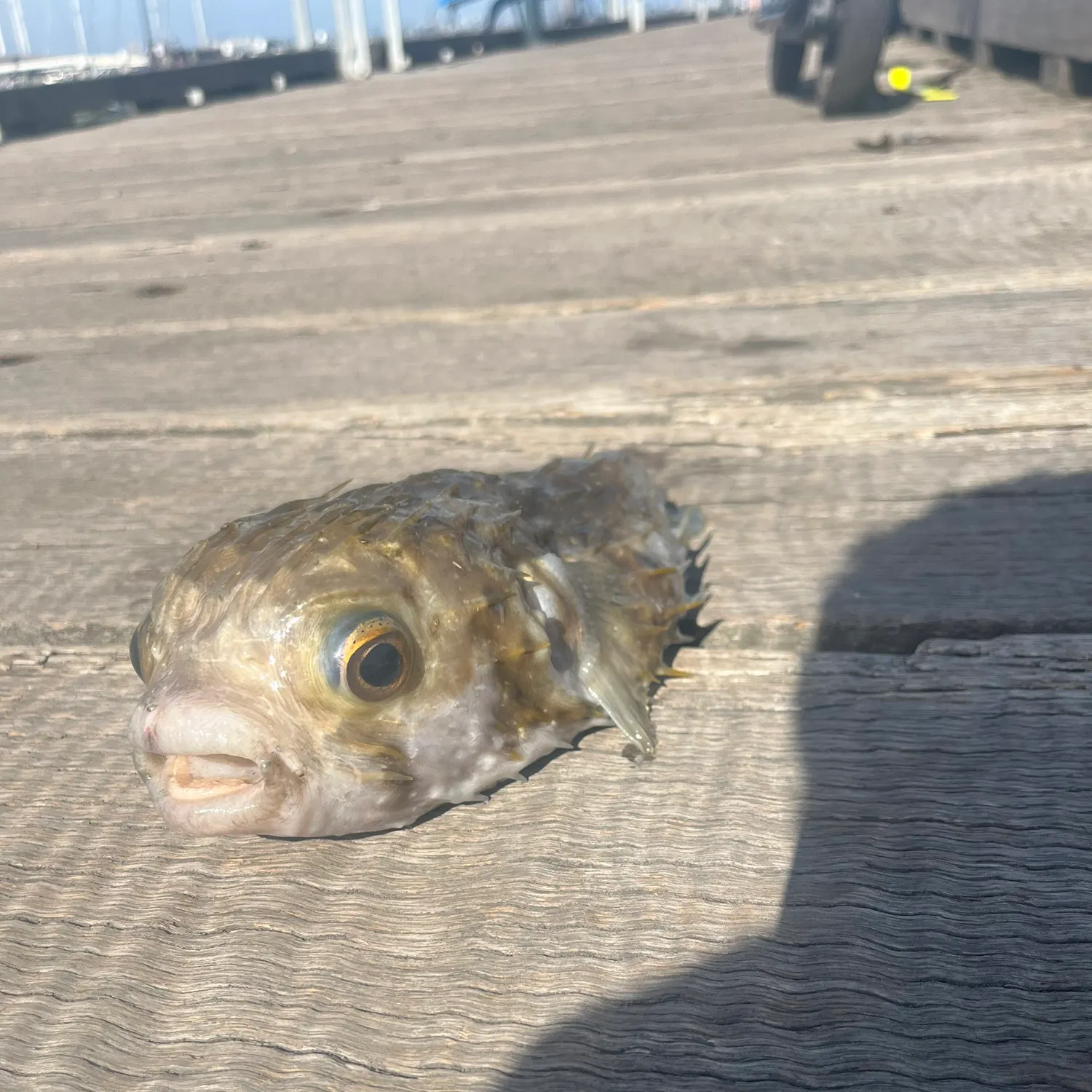 The most recent Milkspotted puffer catches on Fishbrain