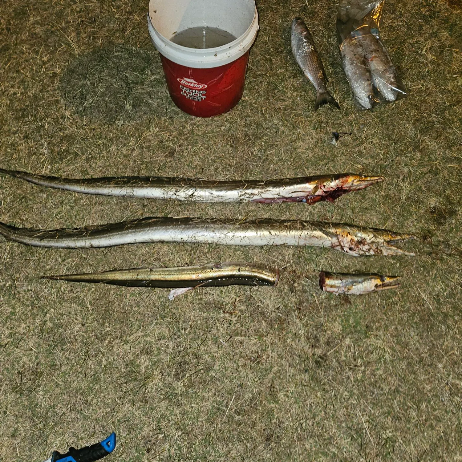 The most recent Common pike conger catches on Fishbrain