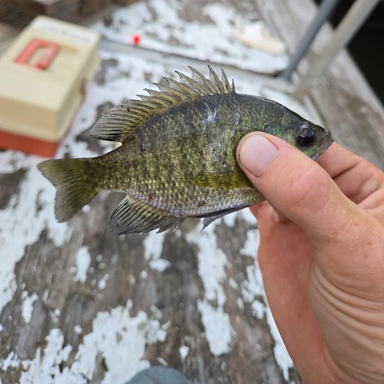 Bluegill caught on Fishbrain