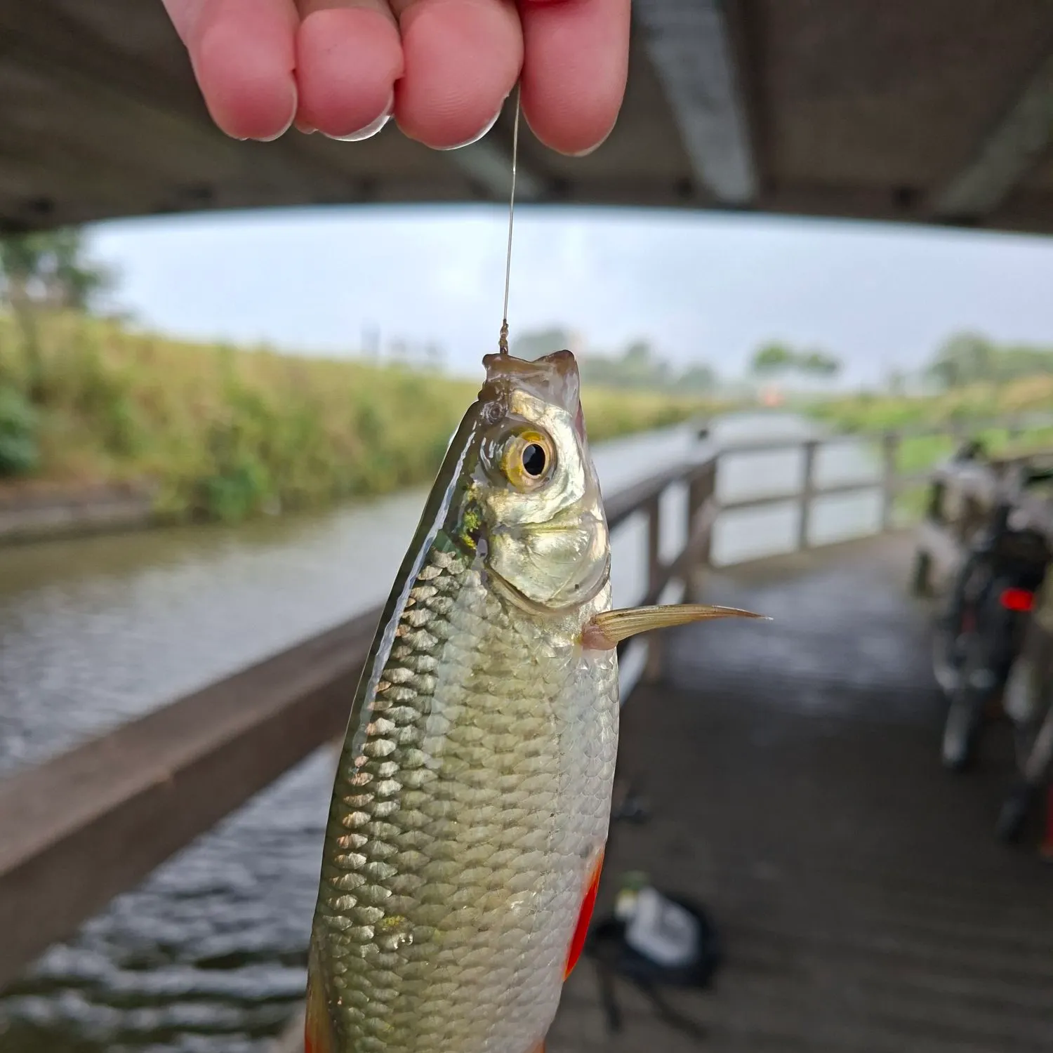 Common roach caught on Fishbrain
