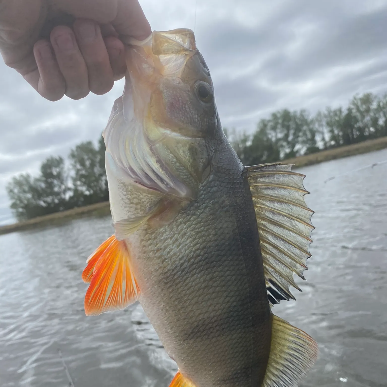 The most recent European perch catches on Fishbrain