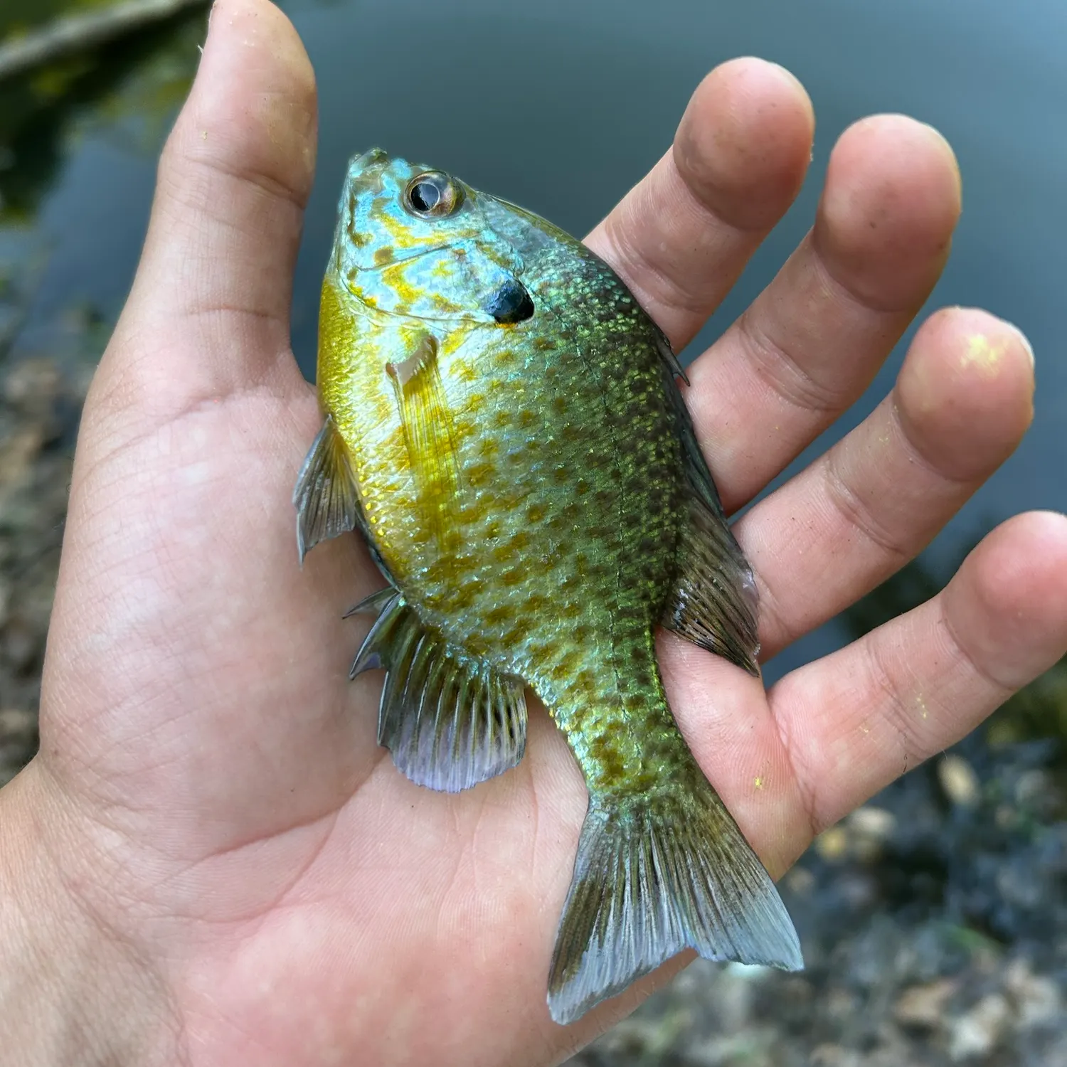 Pumpkingill hybrid caught on Fishbrain