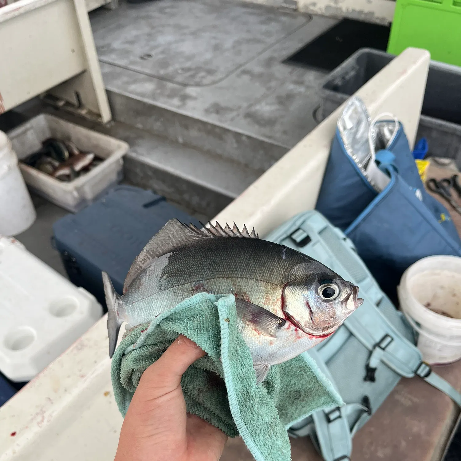 The most recent Bluenose warehou catches on Fishbrain