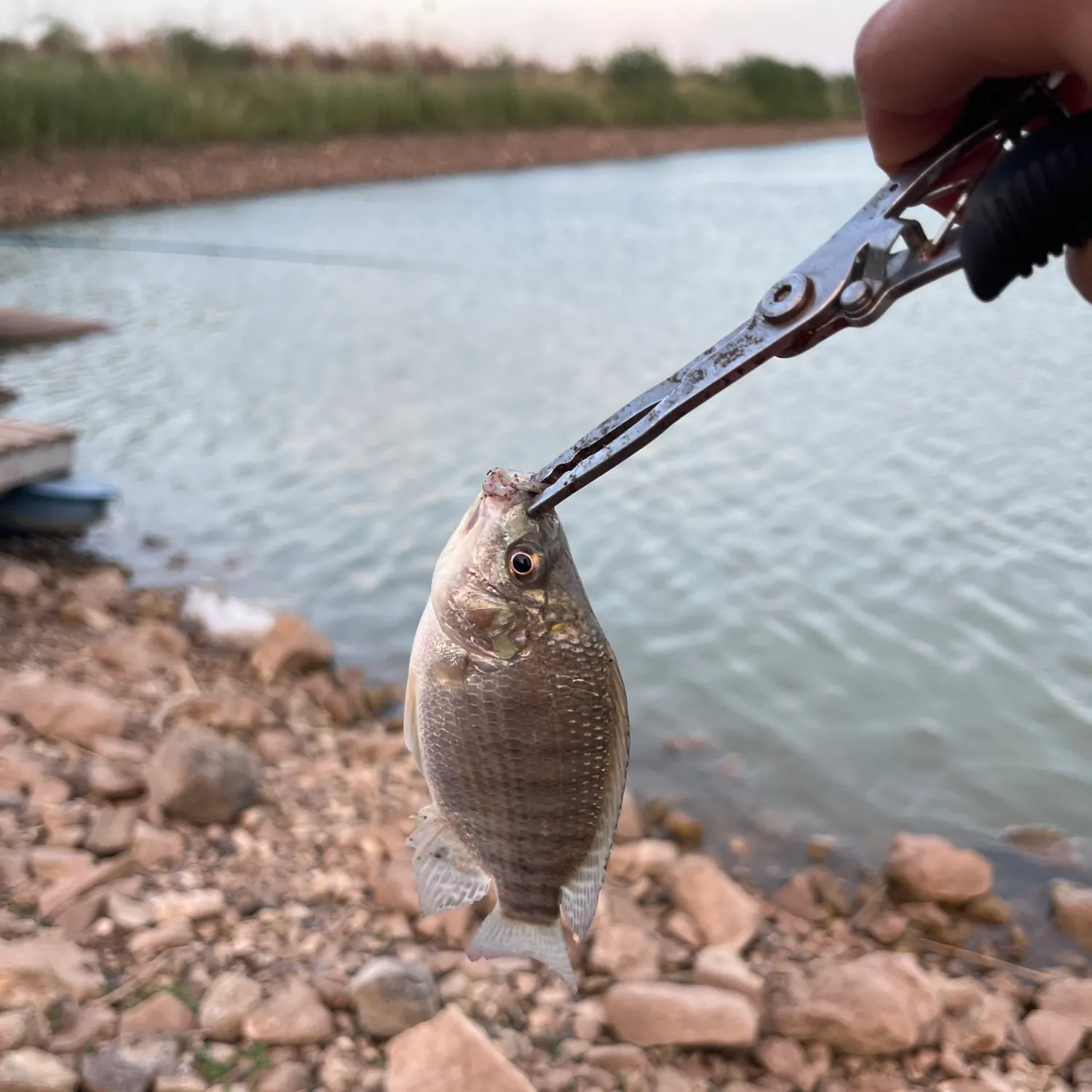 Fish caught on Fishbrain