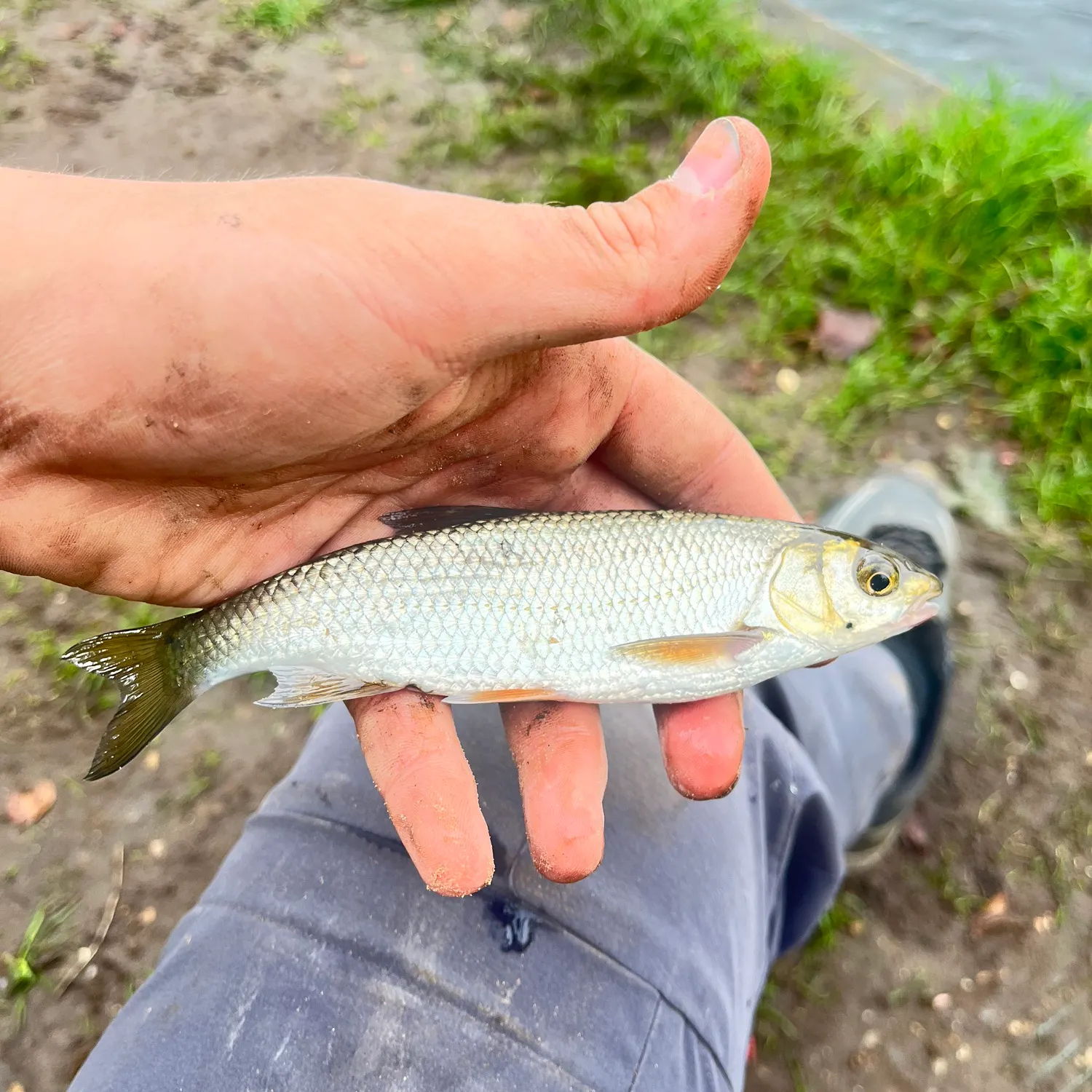 Common dace caught on Fishbrain