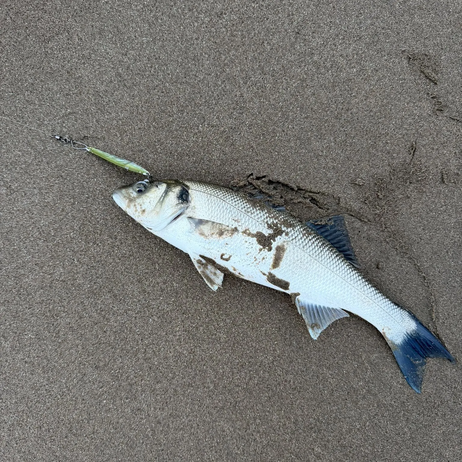 European seabass caught on Fishbrain