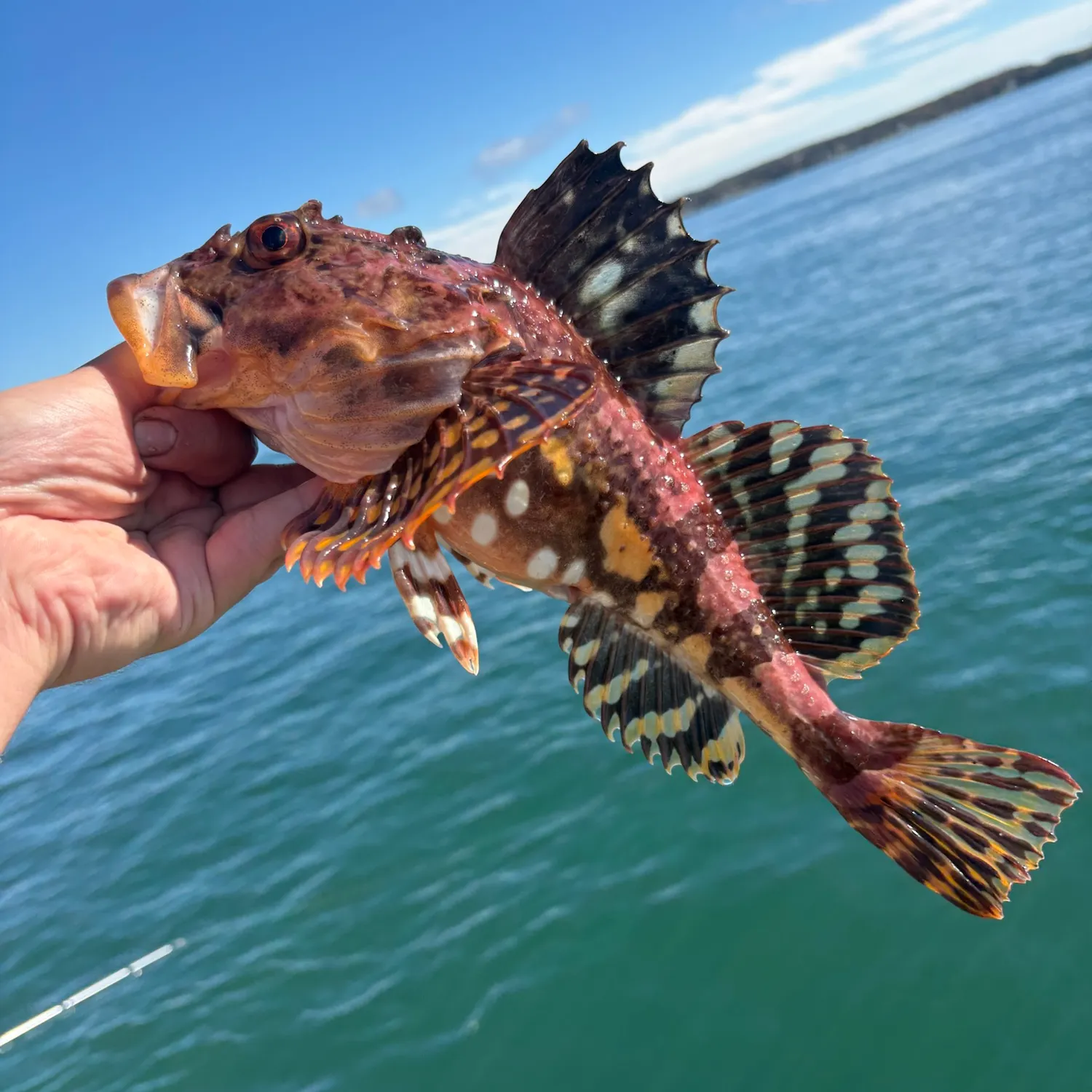 Shorthorn sculpin caught on Fishbrain