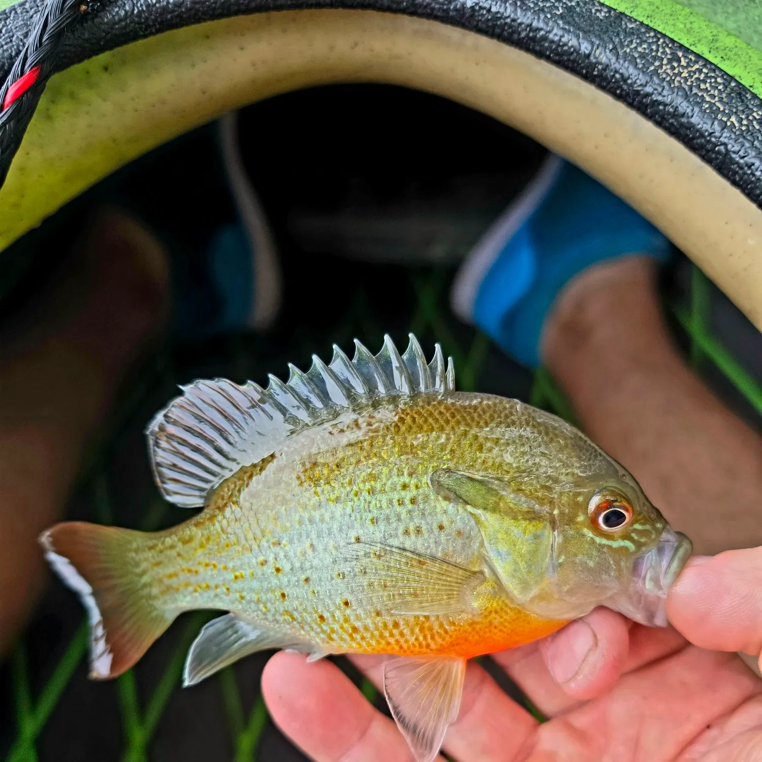 Redbreast sunfish caught on Fishbrain