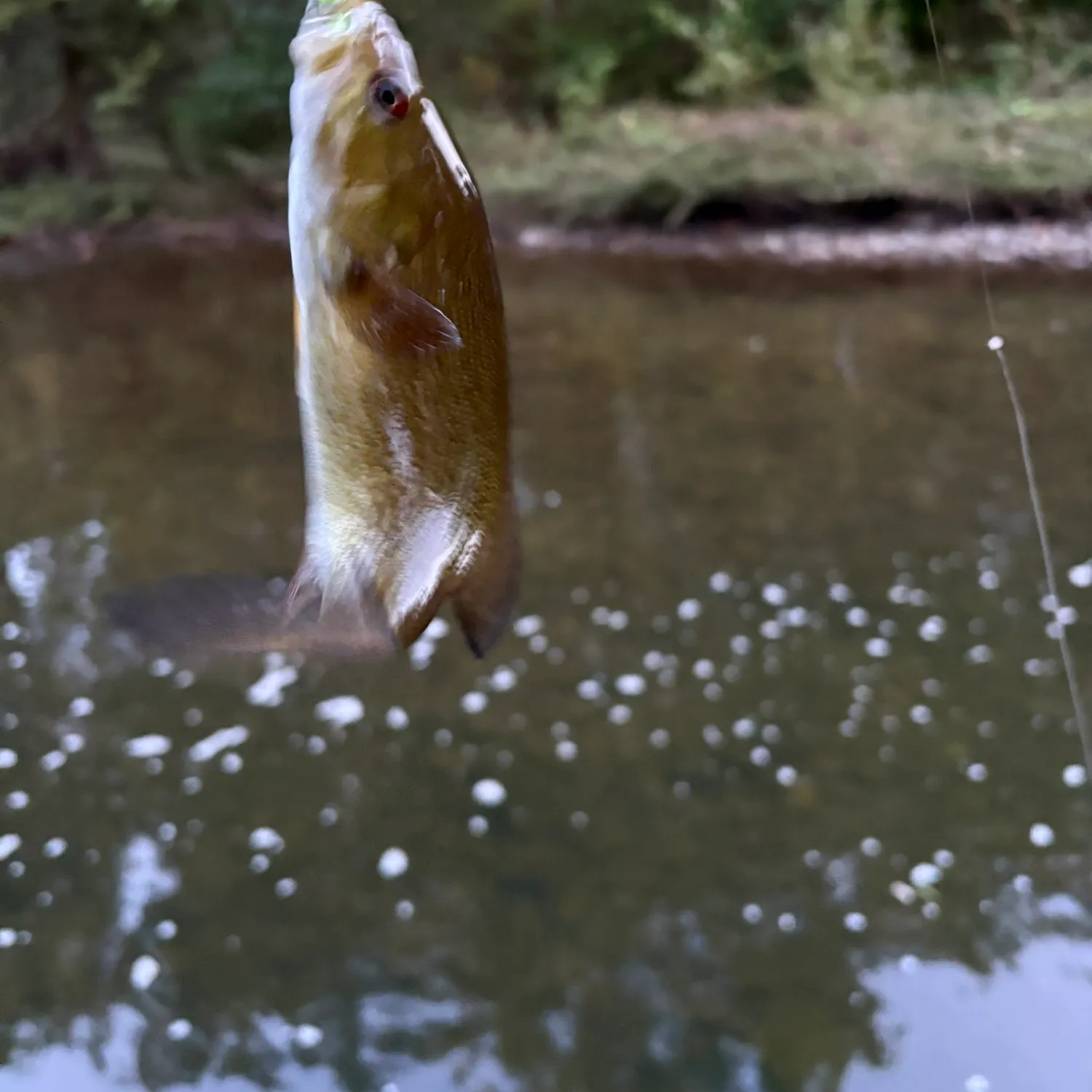 Rock bass caught on Fishbrain