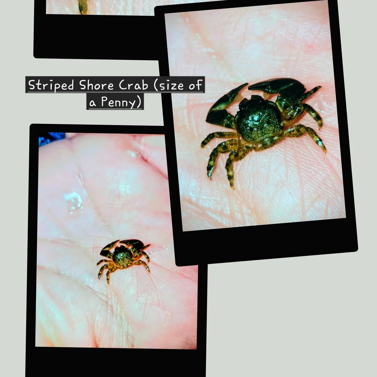 The most recent Green crab catches on Fishbrain