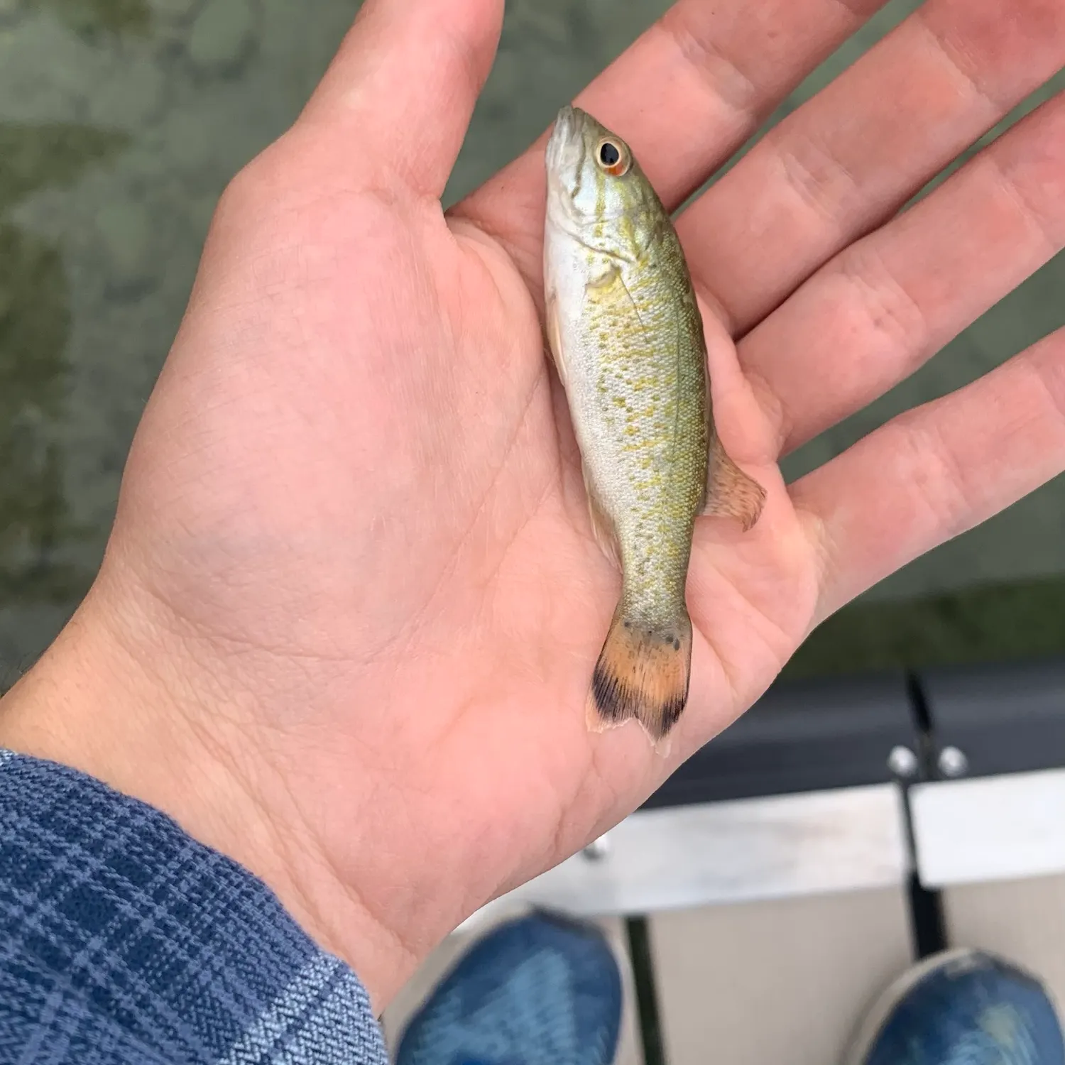 Smallmouth bass caught on Fishbrain