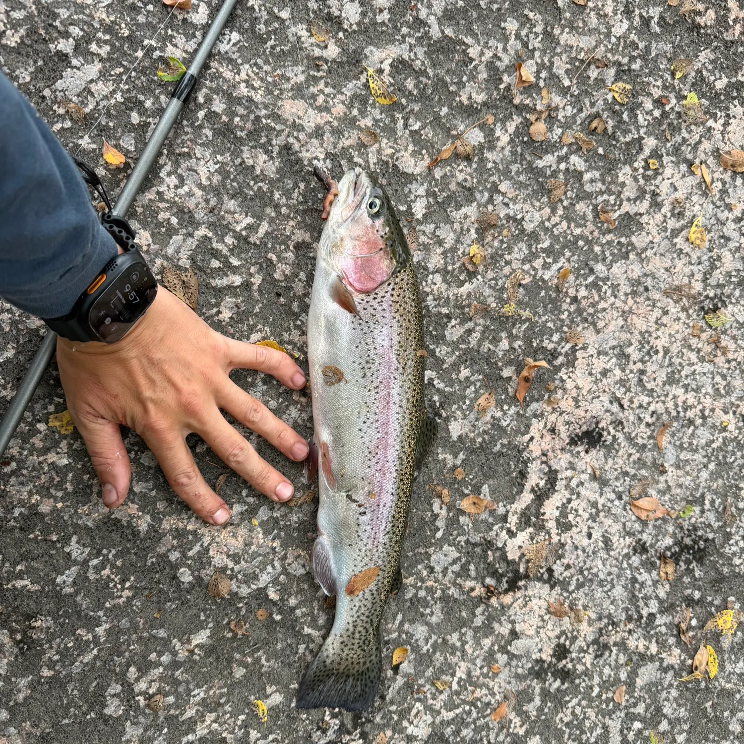 Rainbow trout caught on Fishbrain