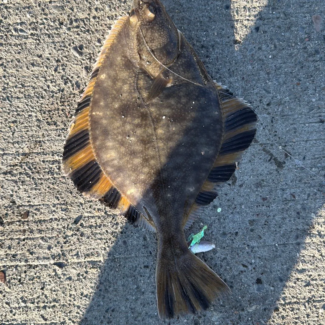 The most recent Starry flounder catches on Fishbrain