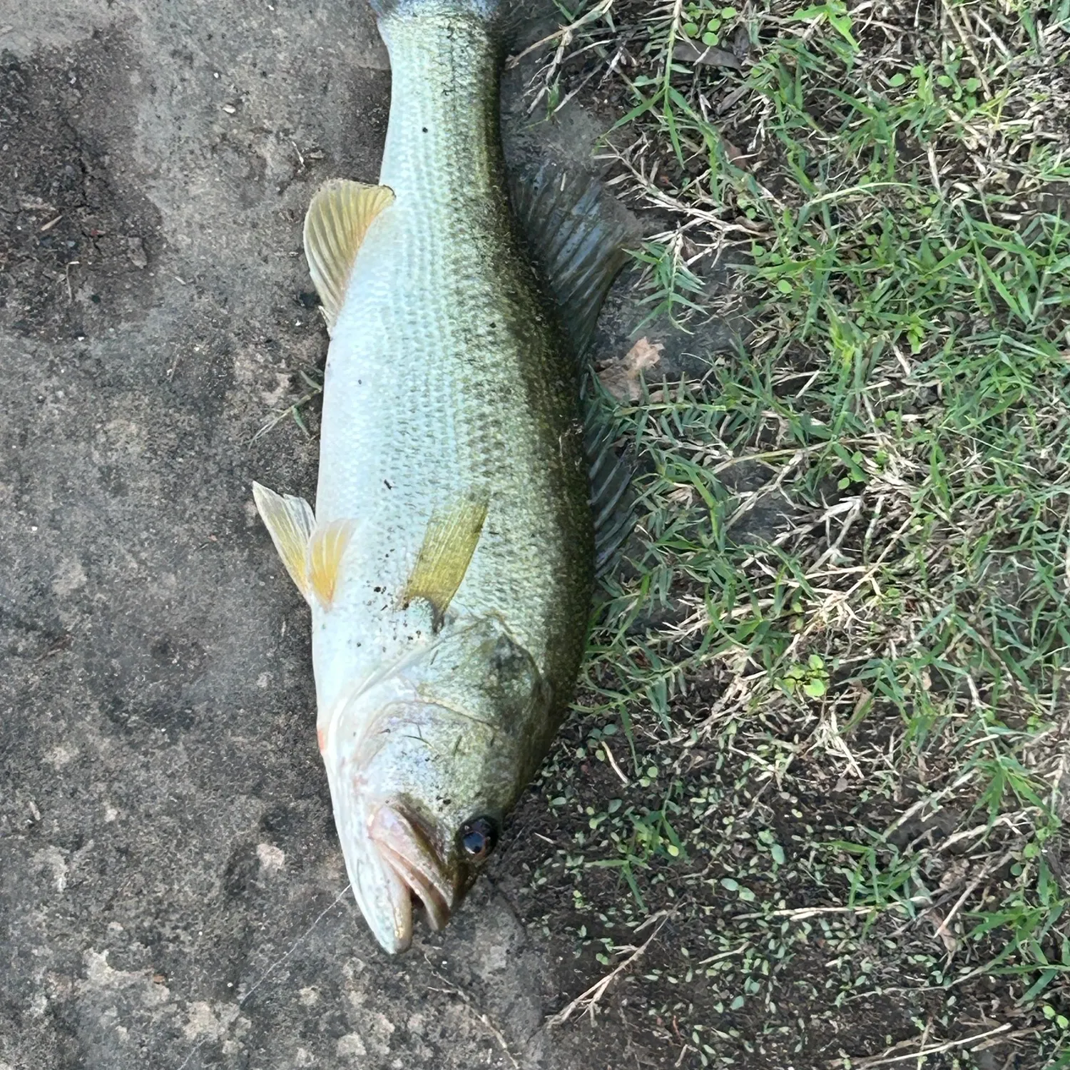 Spotted bass caught on Fishbrain
