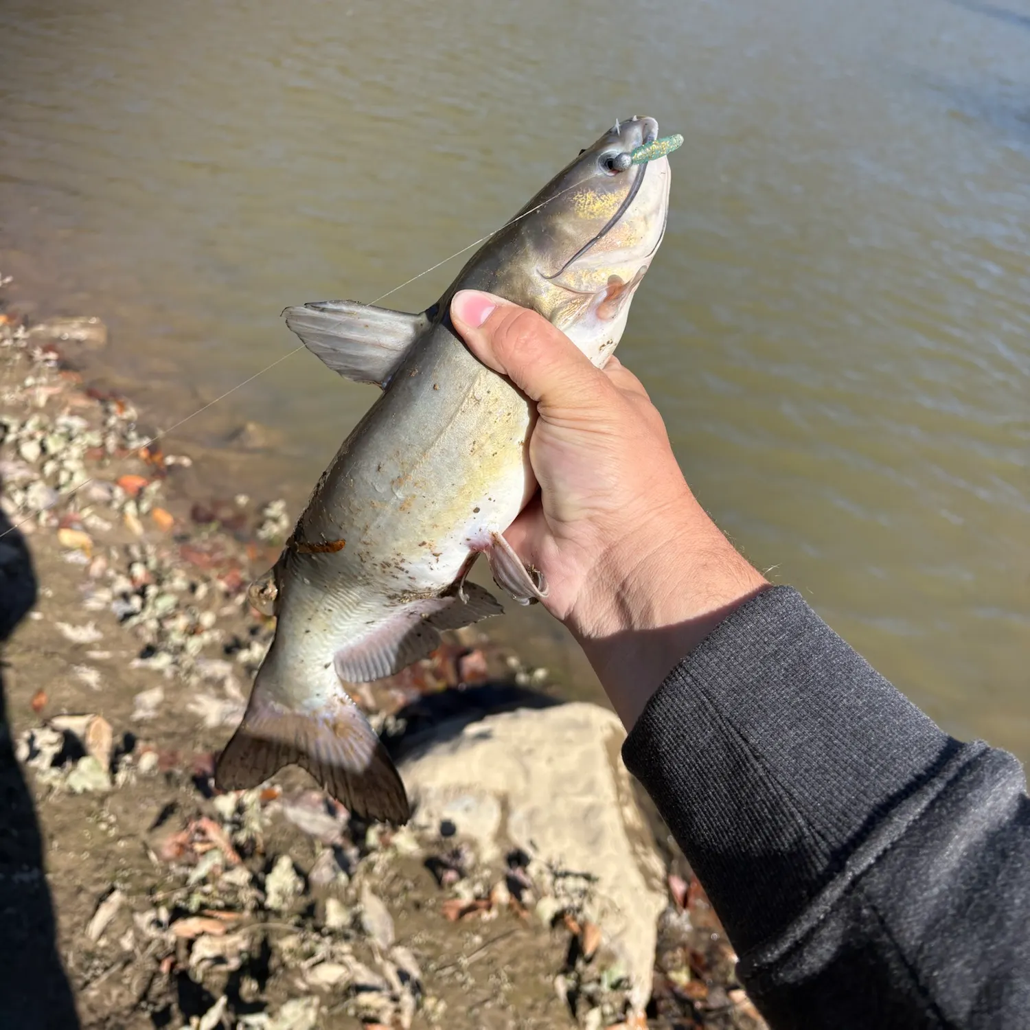 Channel catfish caught on Fishbrain