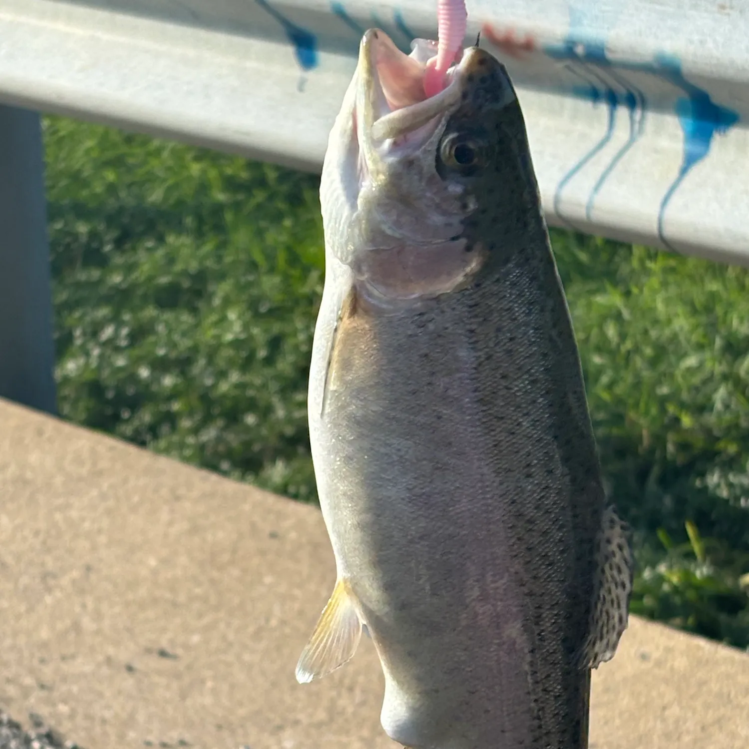 Rainbow trout caught on Fishbrain